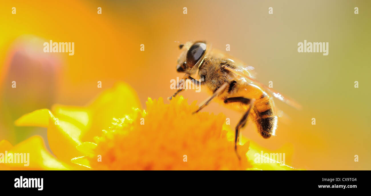 Un plan macro d'abeille sur la fleur au coucher de rétroéclairage. Banque D'Images
