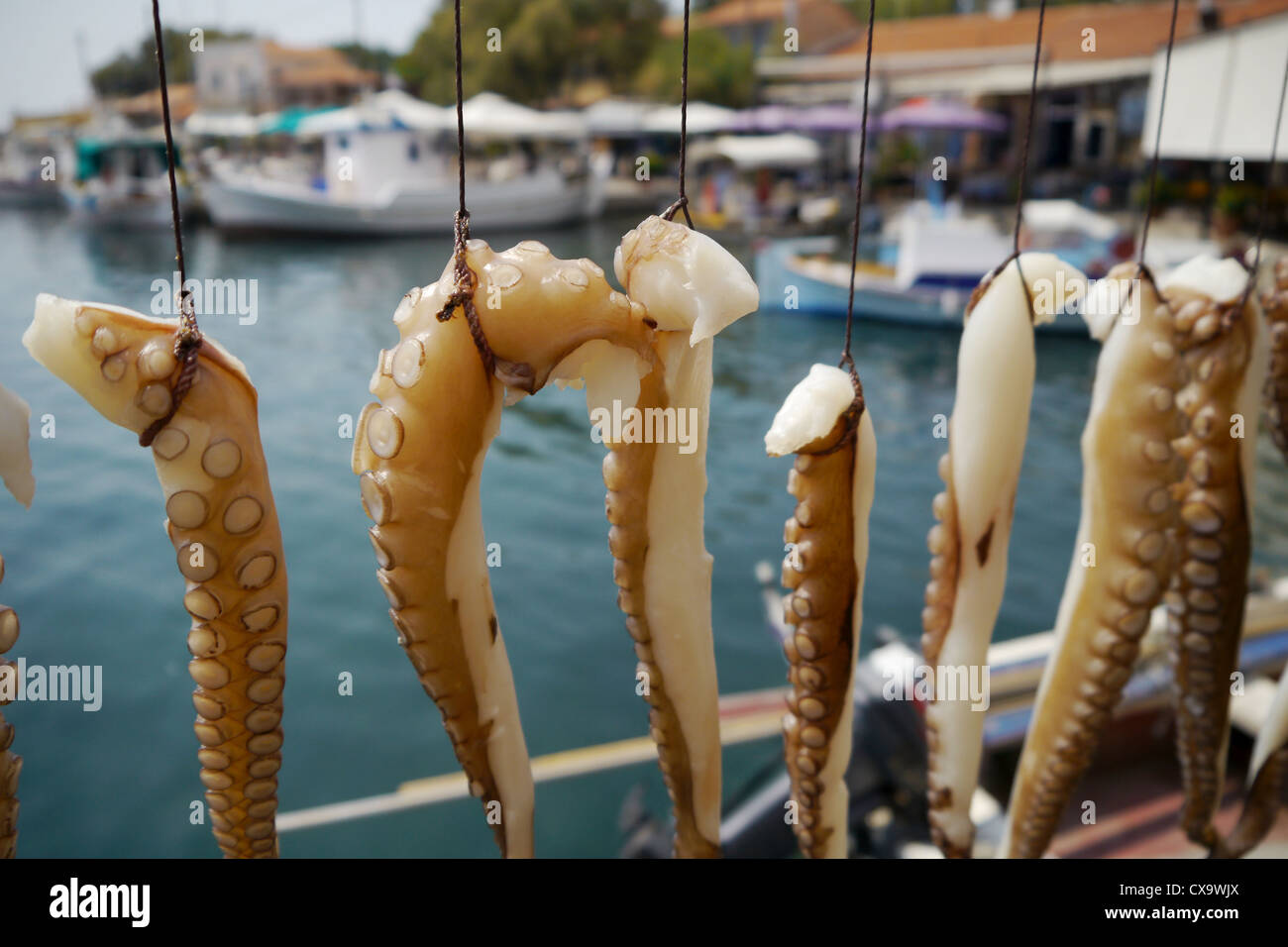 Le poulpe accroché dans restaurant grec Banque D'Images