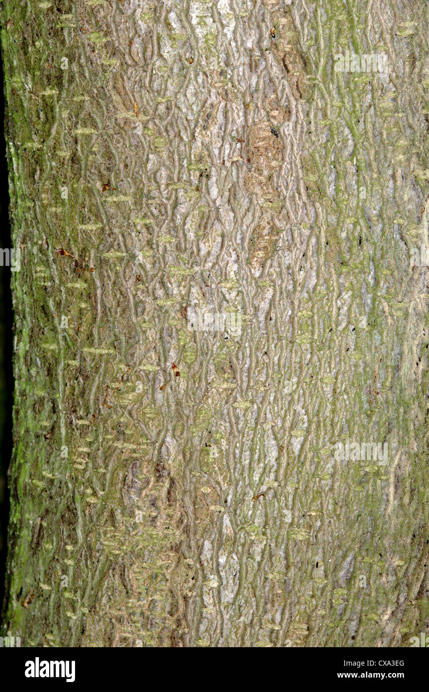 Holly Ilex aquifolium Aquifoliaceae Banque D'Images