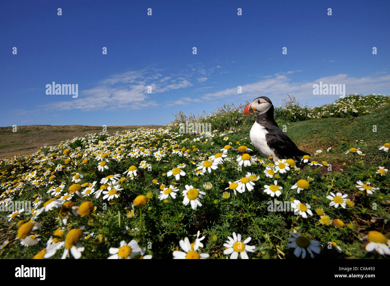Macareux moine (Fratercula arctica) Banque D'Images