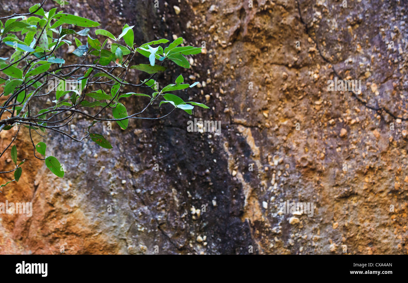 Feuilles vertes en face de rock texturé sur Nourlangie Rock, Kakadu National Park, Territoire du Nord, Australie Banque D'Images