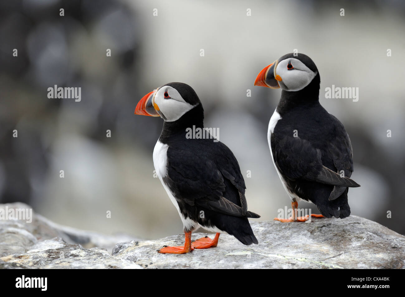 Macareux moine (Fratercula arctica) Banque D'Images
