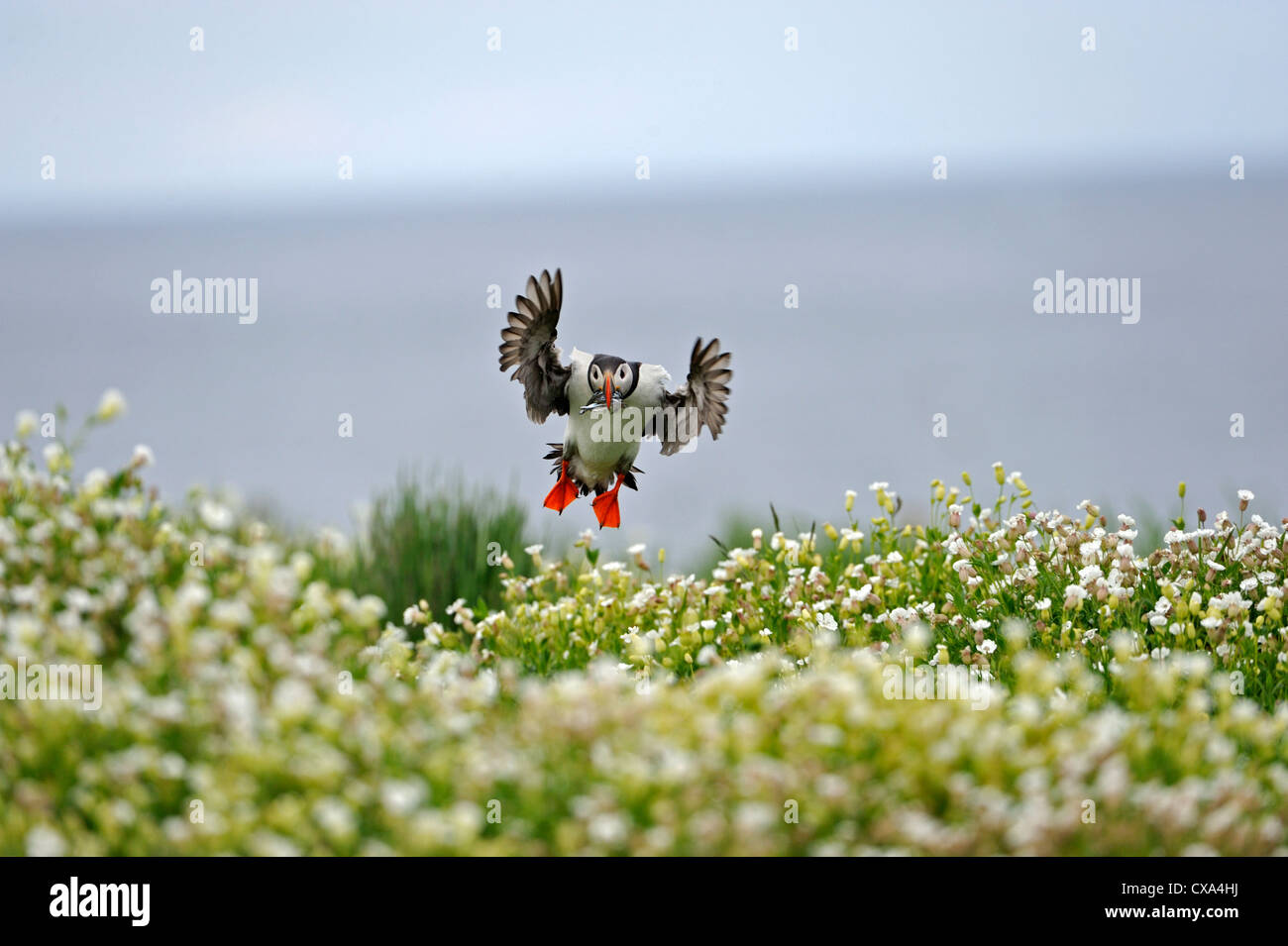 Macareux moine (Fratercula arctica) Banque D'Images