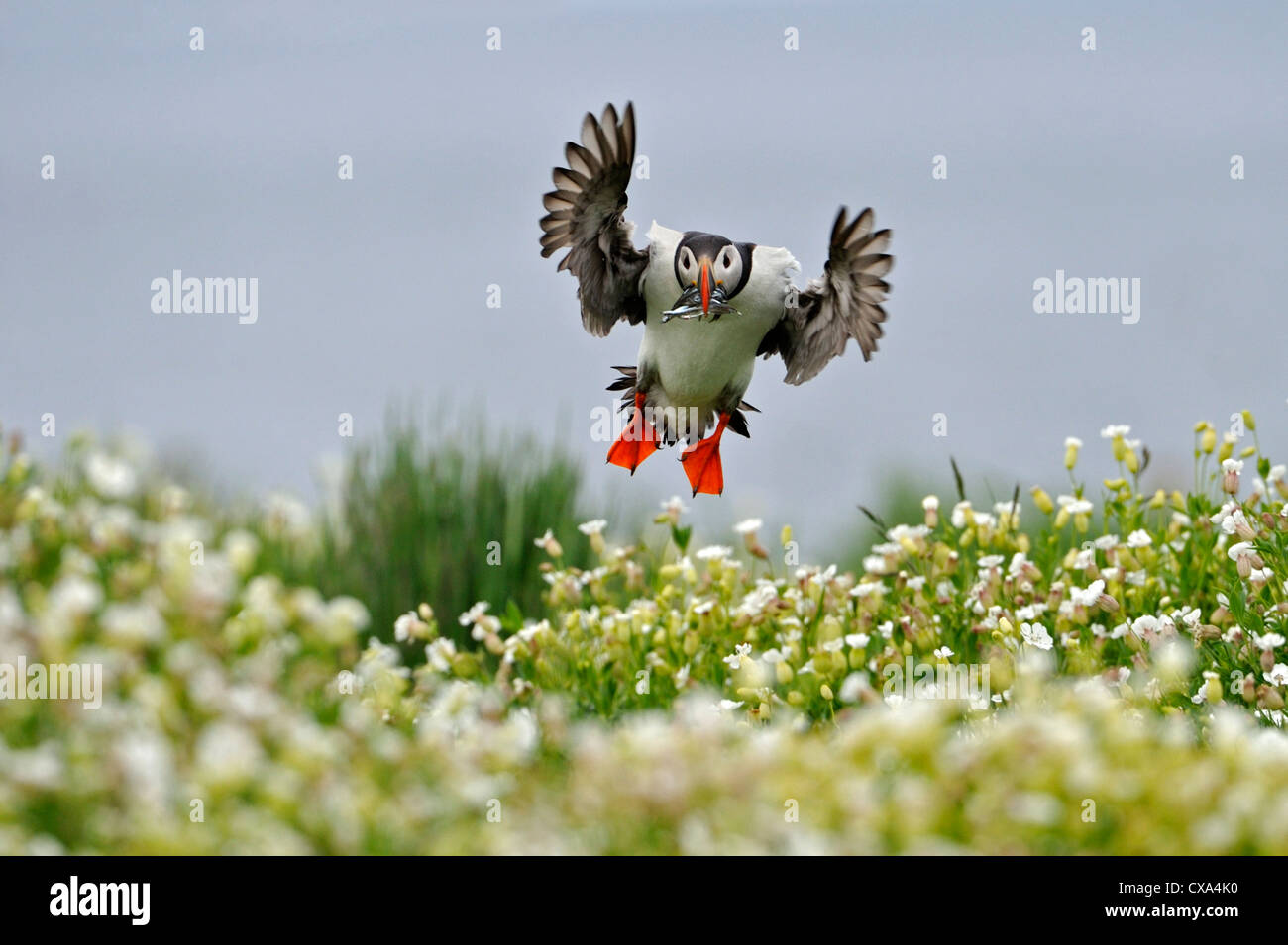 Macareux moine (Fratercula arctica) Banque D'Images