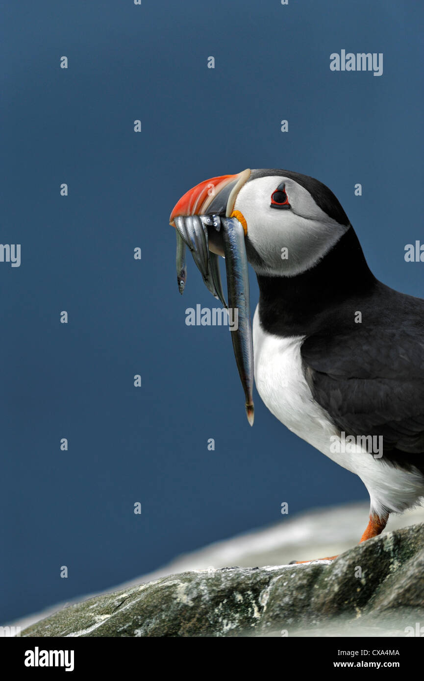 Macareux moine (Fratercula arctica) Banque D'Images