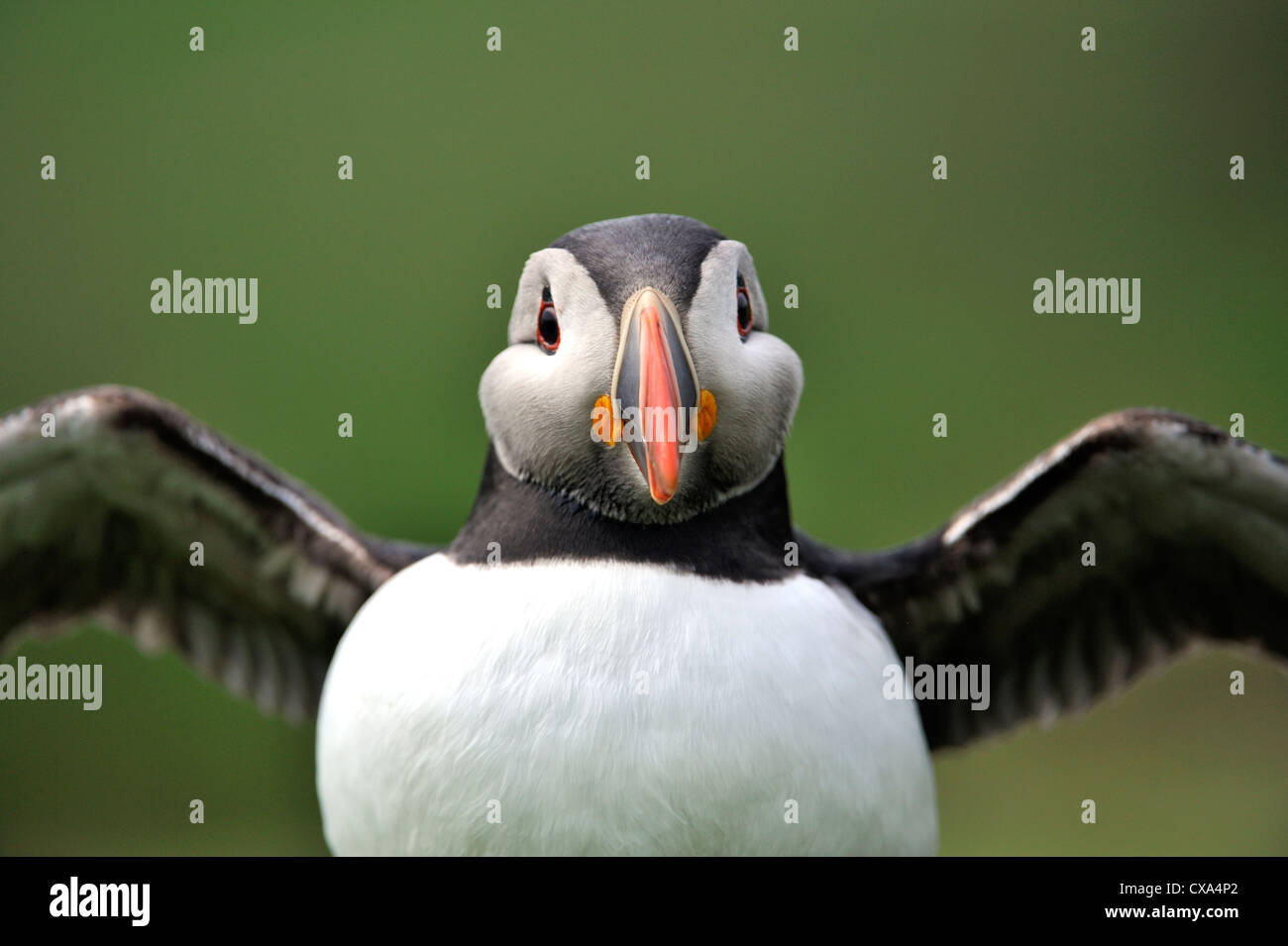 Macareux moine (Fratercula arctica) Banque D'Images