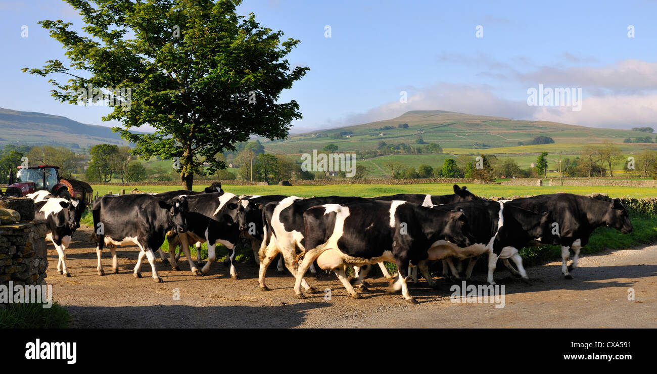 Les bovins laitiers de race Frisonne de traverser la route à Hardraw, Wensleydale, Angleterre Banque D'Images