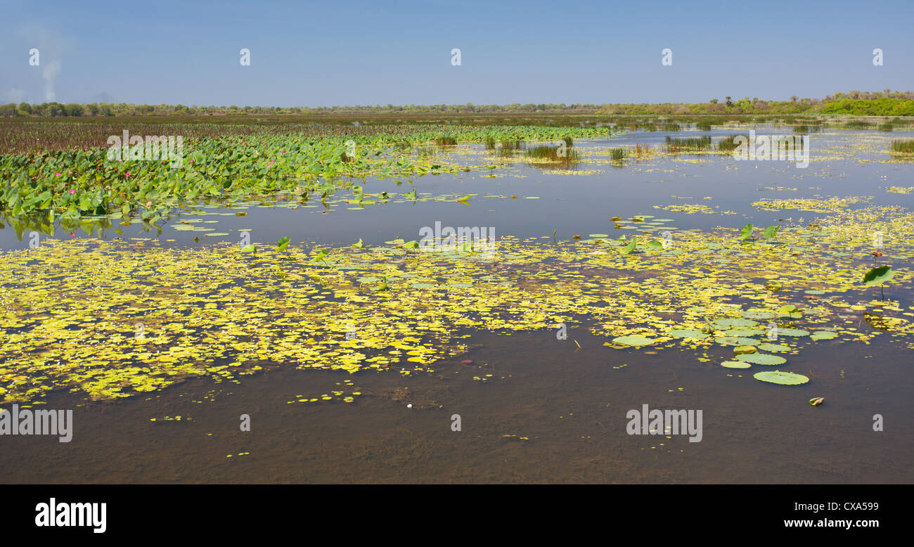 Mamukala Wetlands, Kakadu National Park, Territoire du Nord, Australie Banque D'Images