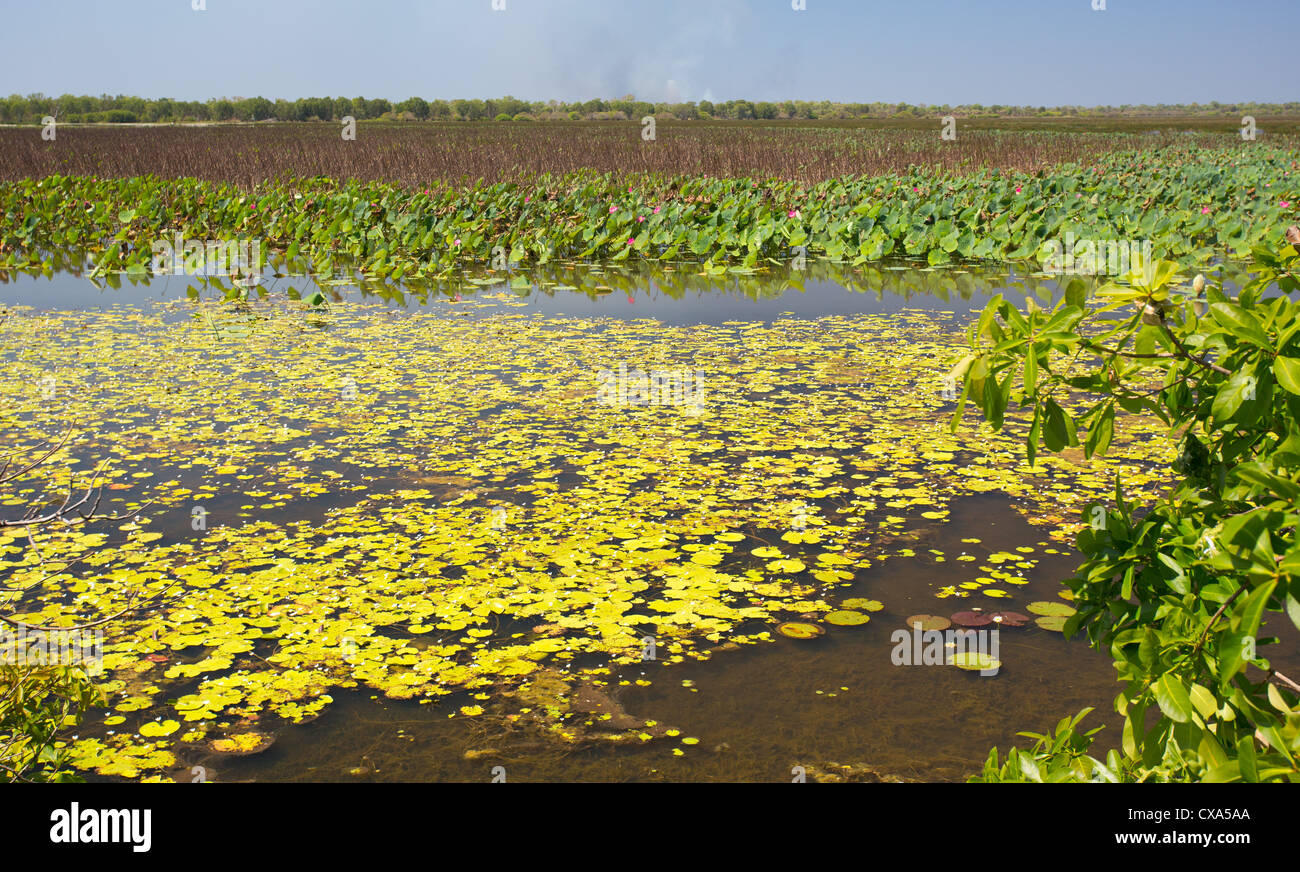 Mamukala Wetlands, Kakadu National Park, Territoire du Nord, Australie Banque D'Images