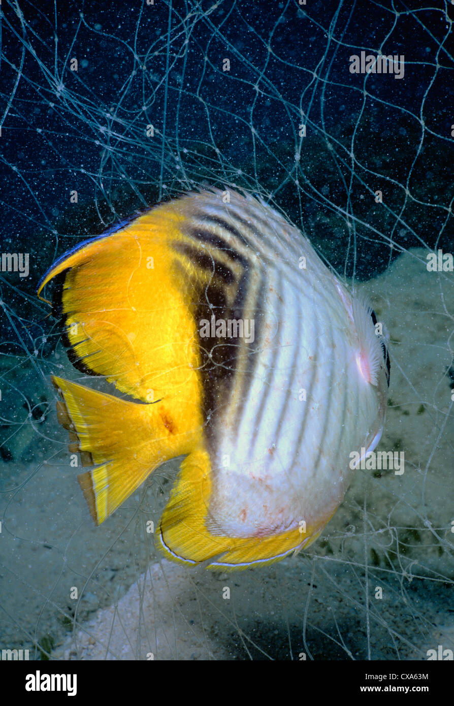 Papillons Threadfin pris au filet maillant bédouine (Chaetodon auriga). L'Egypte, Mer Rouge Banque D'Images