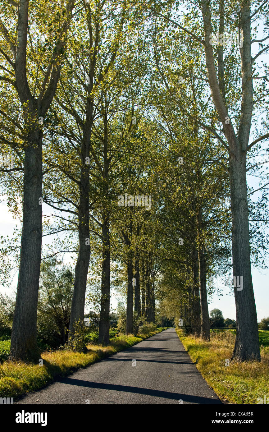 Vue le long d'une route bordée d'arbres dans les niveaux de Somerset, Royaume-Uni Banque D'Images