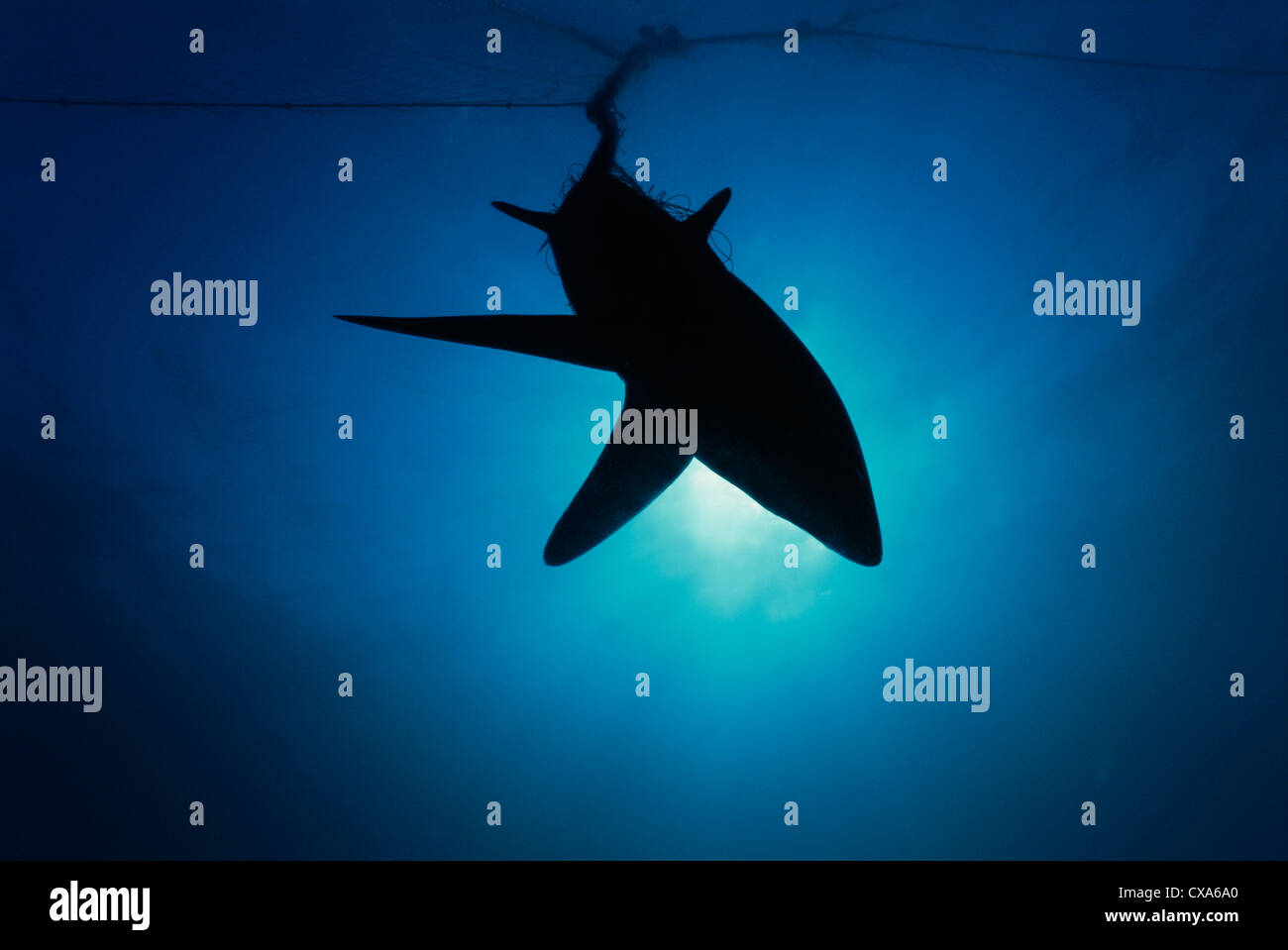 Requin renard (Alopias vulpinus) pris dans des filets maillants. Huatabampo, du Mexique, de la mer de Cortez, l'Océan Pacifique Banque D'Images