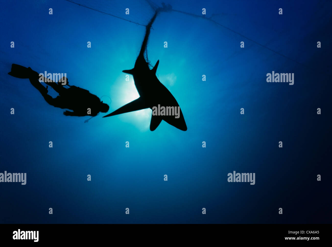 Diver observe requin renard (Alopias vulpinus) pris dans des filets maillants. Huatabampo, du Mexique, de la mer de Cortez, l'Océan Pacifique Banque D'Images