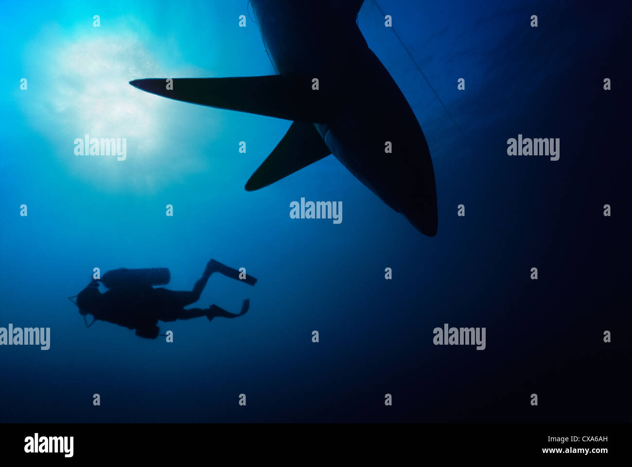 Diver observe requin renard (Alopias vulpinus) pris dans des filets maillants. Huatabampo, du Mexique, de la mer de Cortez, l'Océan Pacifique Banque D'Images