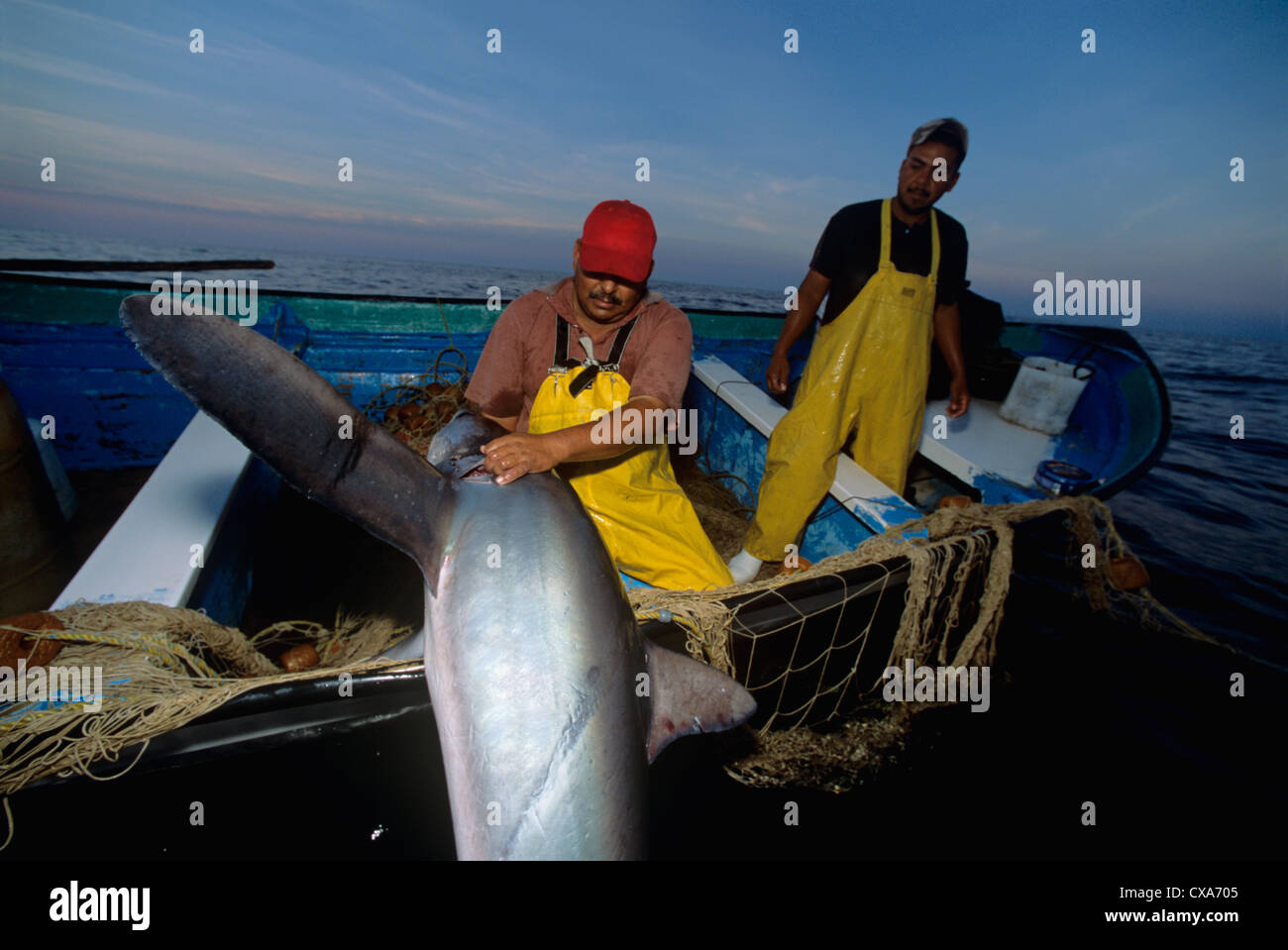 Les pêcheurs au filet maillant haul requin renard (Alopias vulpinus) à bord. Huatabampo, du Mexique, de la mer de Cortez, l'Océan Pacifique Banque D'Images