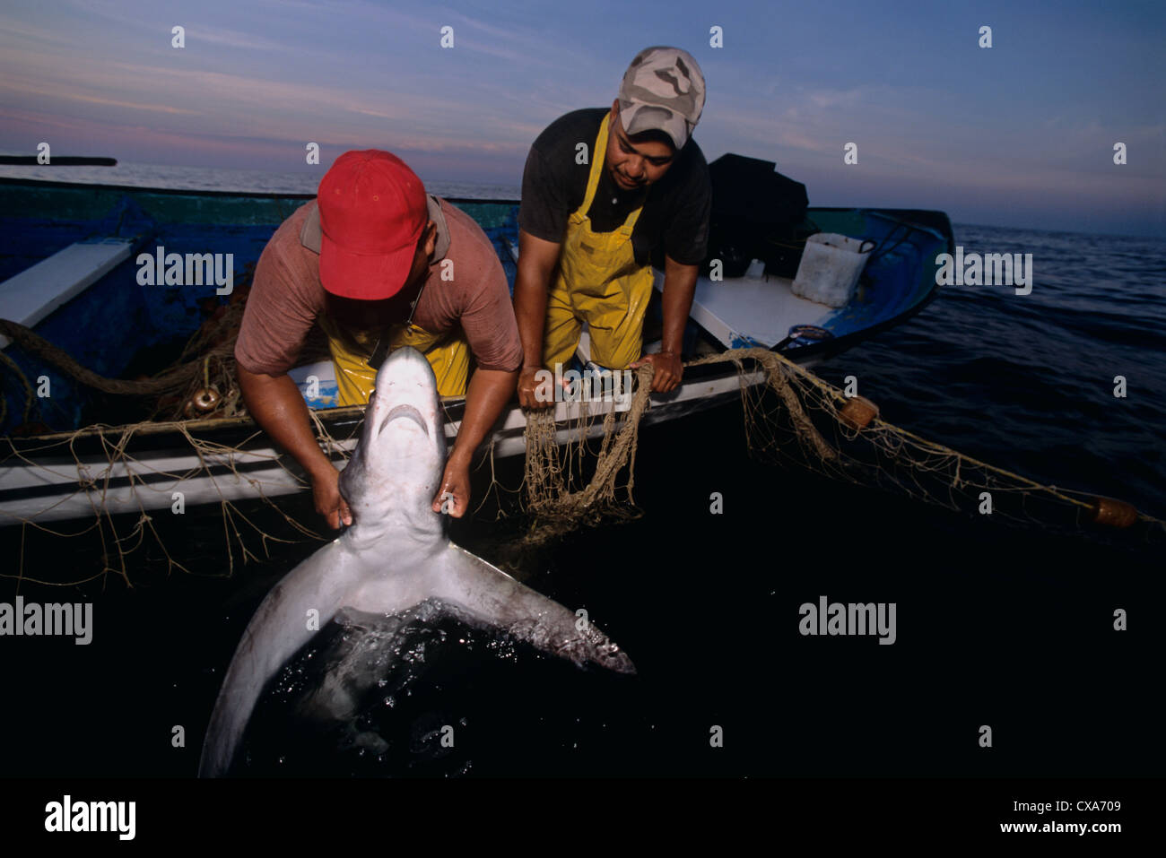 Les pêcheurs au filet maillant haul requin renard (Alopias vulpinus) à bord. Huatabampo, du Mexique, de la mer de Cortez, l'Océan Pacifique Banque D'Images