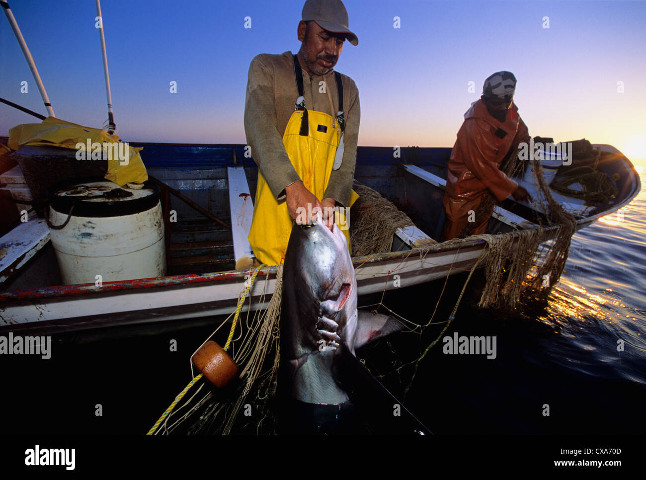 Les pêcheurs au filet maillant haul requin renard (Alopias vulpinus) à bord. Huatabampo, du Mexique, de la mer de Cortez, l'Océan Pacifique Banque D'Images