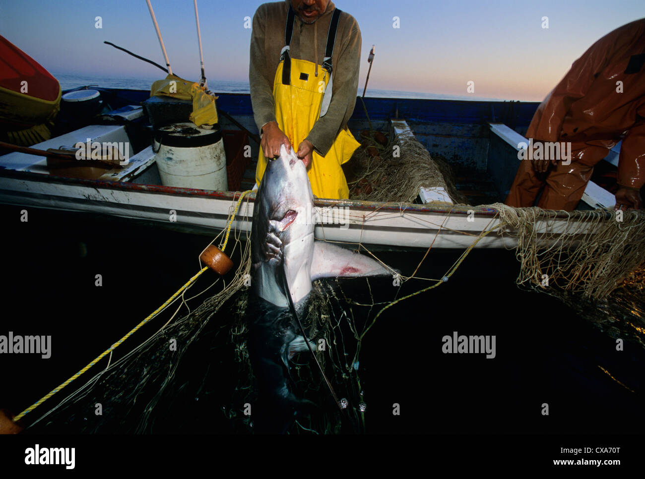 Les pêcheurs au filet maillant haul requin renard (Alopias vulpinus) à bord. Huatabampo, du Mexique, de la mer de Cortez, l'Océan Pacifique Banque D'Images