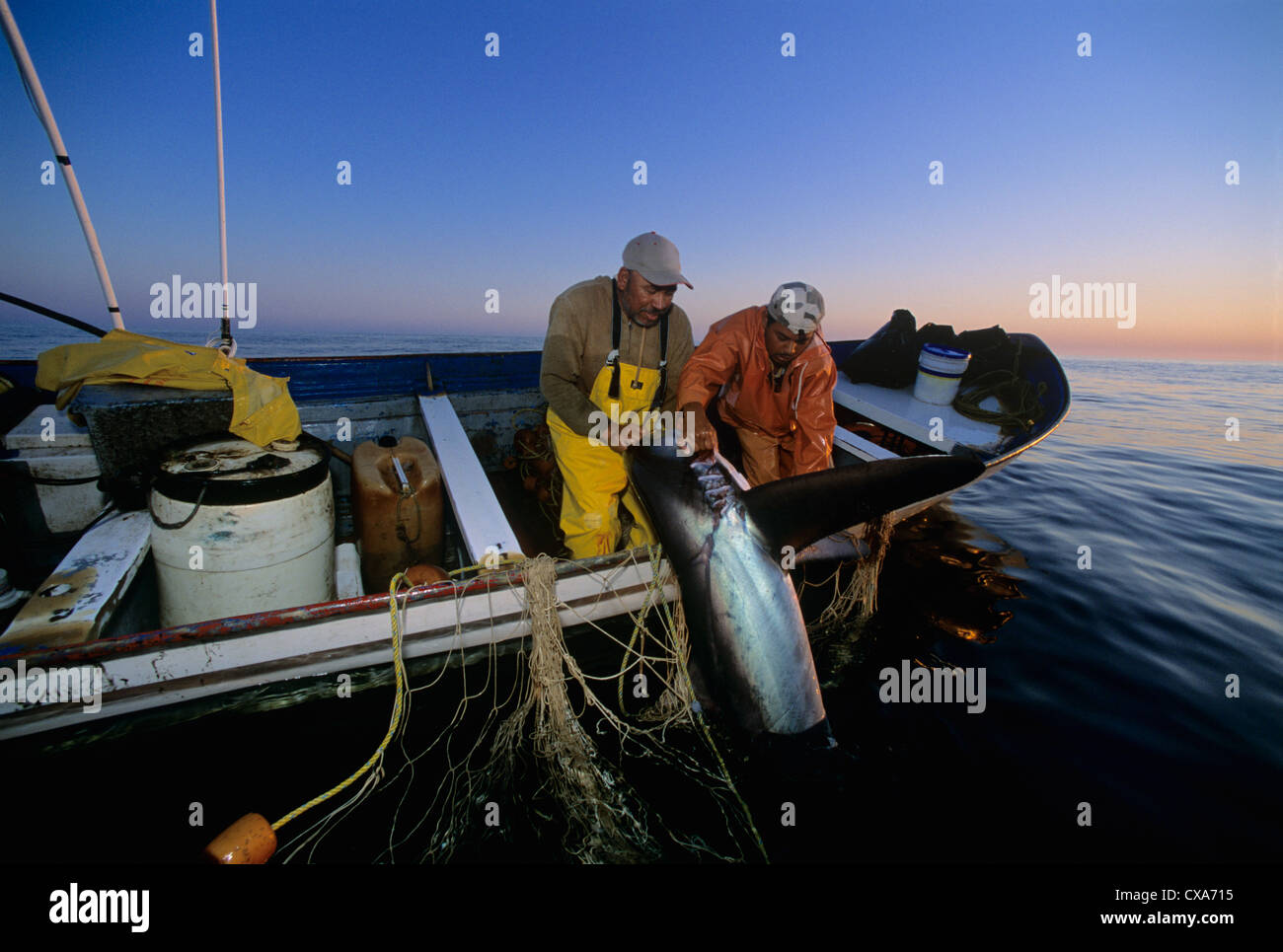 Les pêcheurs au filet maillant haul requin renard (Alopias vulpinus) à bord du bateau de pêche. Huatabampo, du Mexique, de la mer de Cortez Banque D'Images
