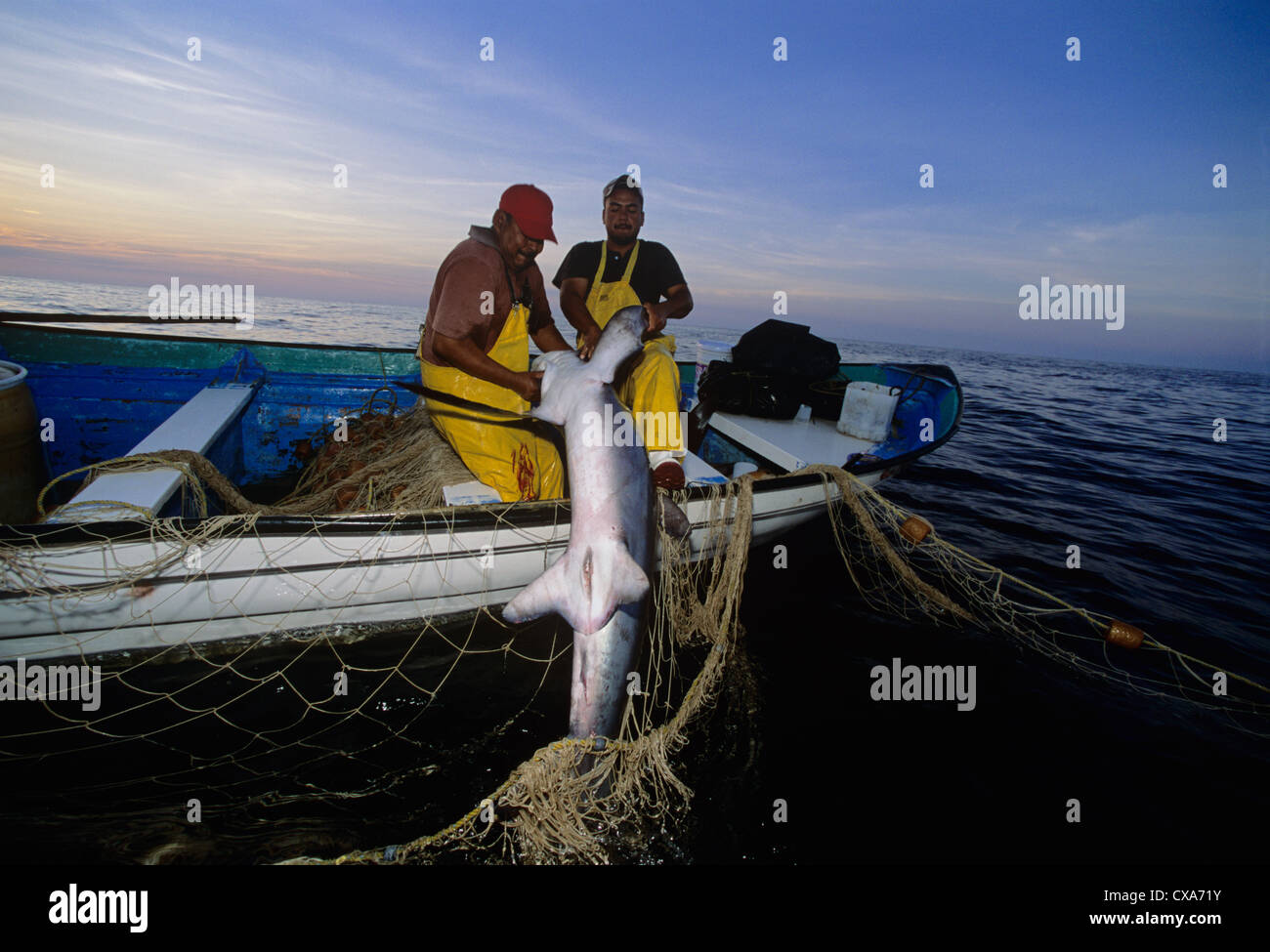 Les pêcheurs au filet maillant haul requin renard (Alopias vulpinus) à bord de bateau de pêche. Huatabampo, du Mexique, de la mer de Cortez Banque D'Images