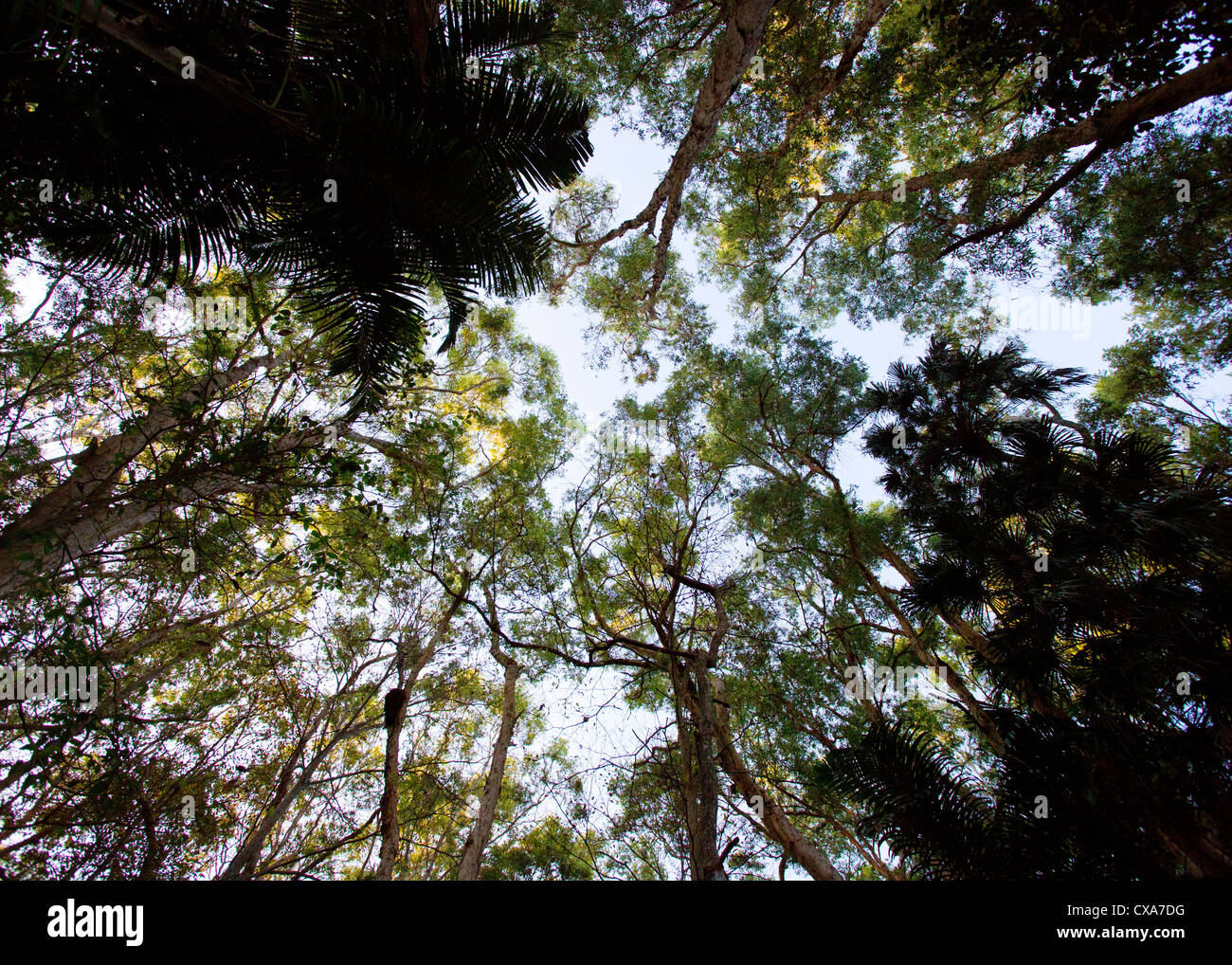Regarde les arbres dans la réserve de Fogg Dam, Territoire du Nord, Australie Banque D'Images