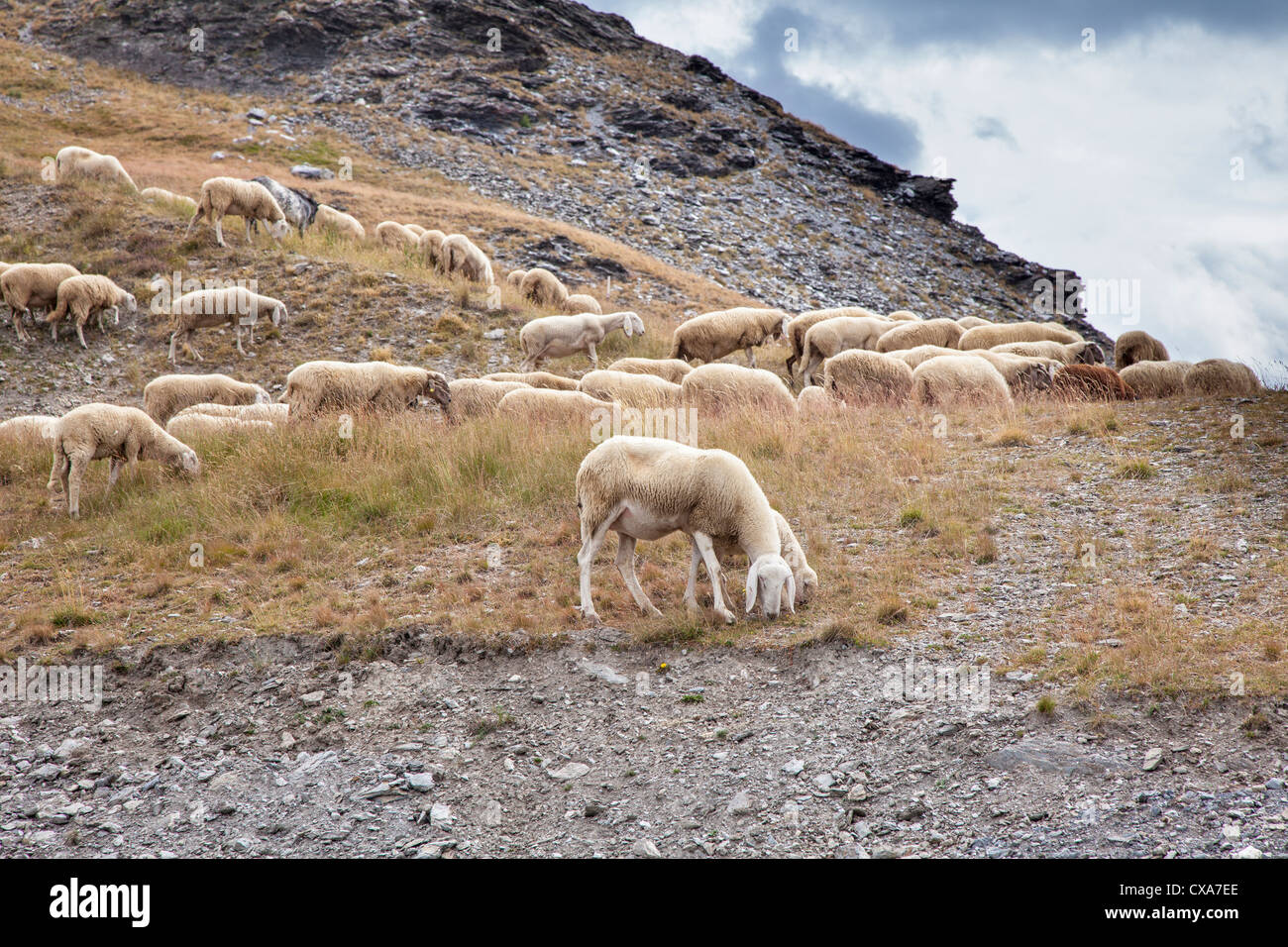 Moutons sur la montagne estives près de Sestriere, Italie Banque D'Images