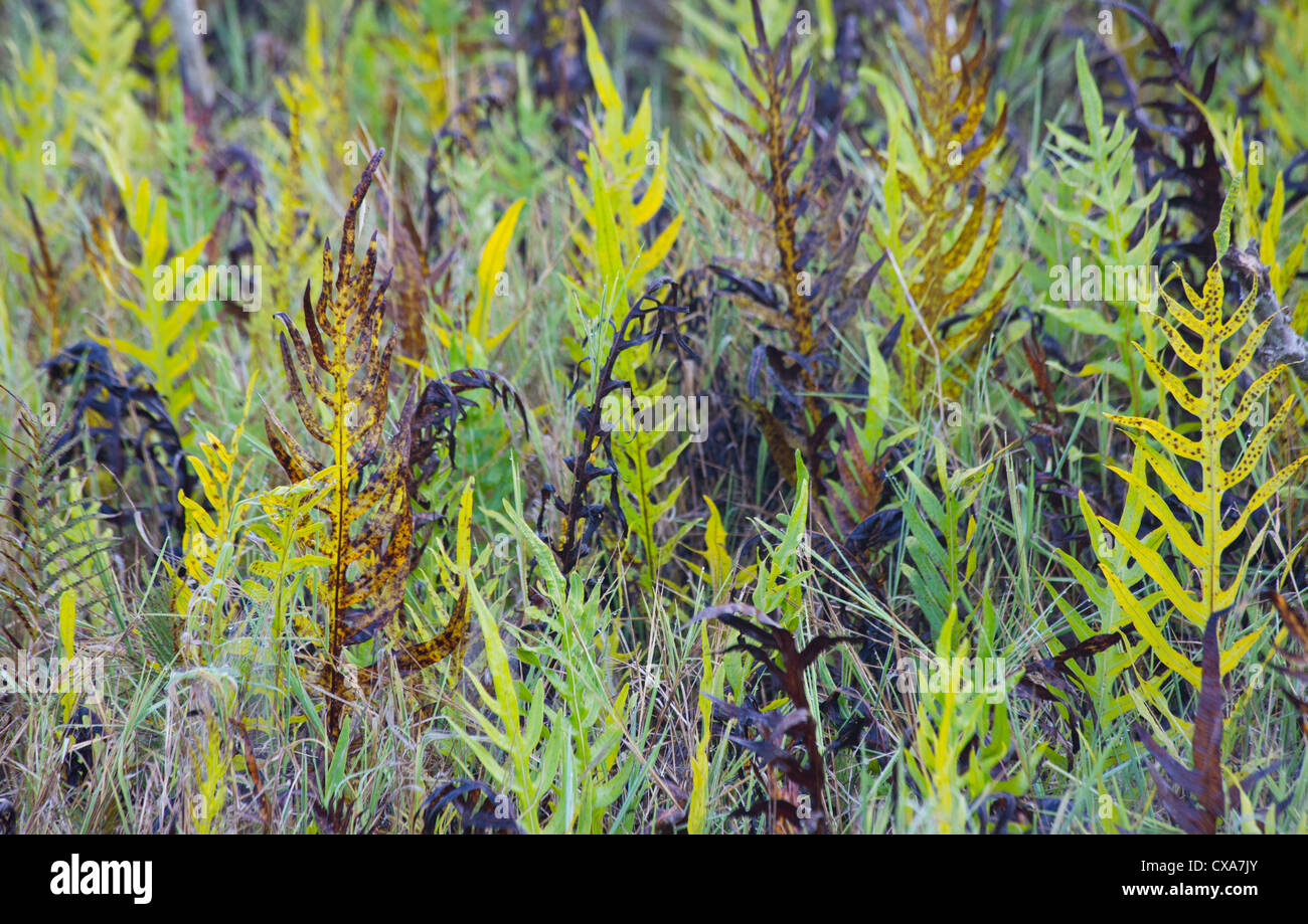 L'herbe et les fougères à la réserve de Fogg Dam, Territoire du Nord Banque D'Images