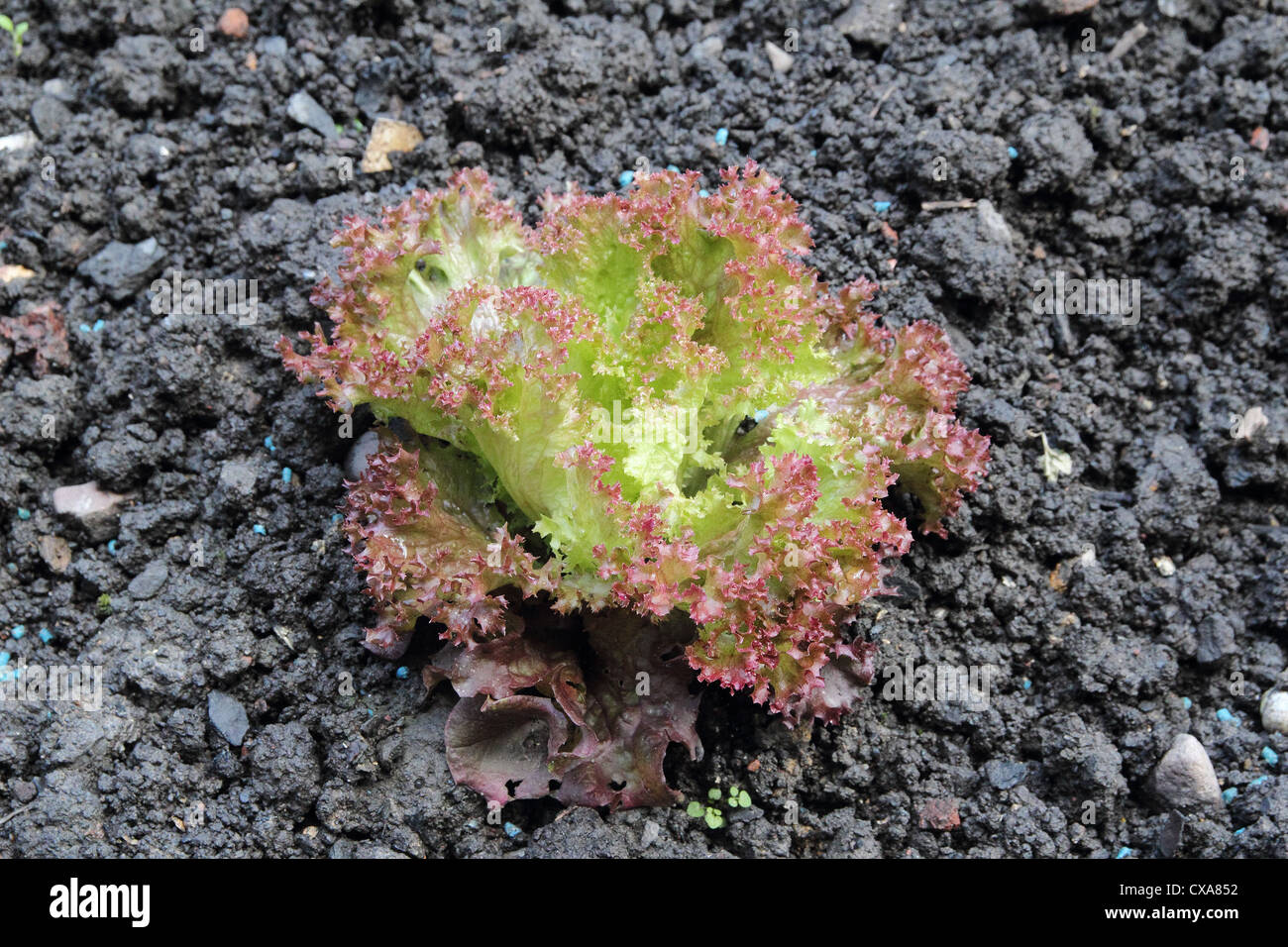 La Laitue sur feuillets mobiles "Lolla Rossa' ( Lactuca sativa ) croissant dans un potager, UK Banque D'Images