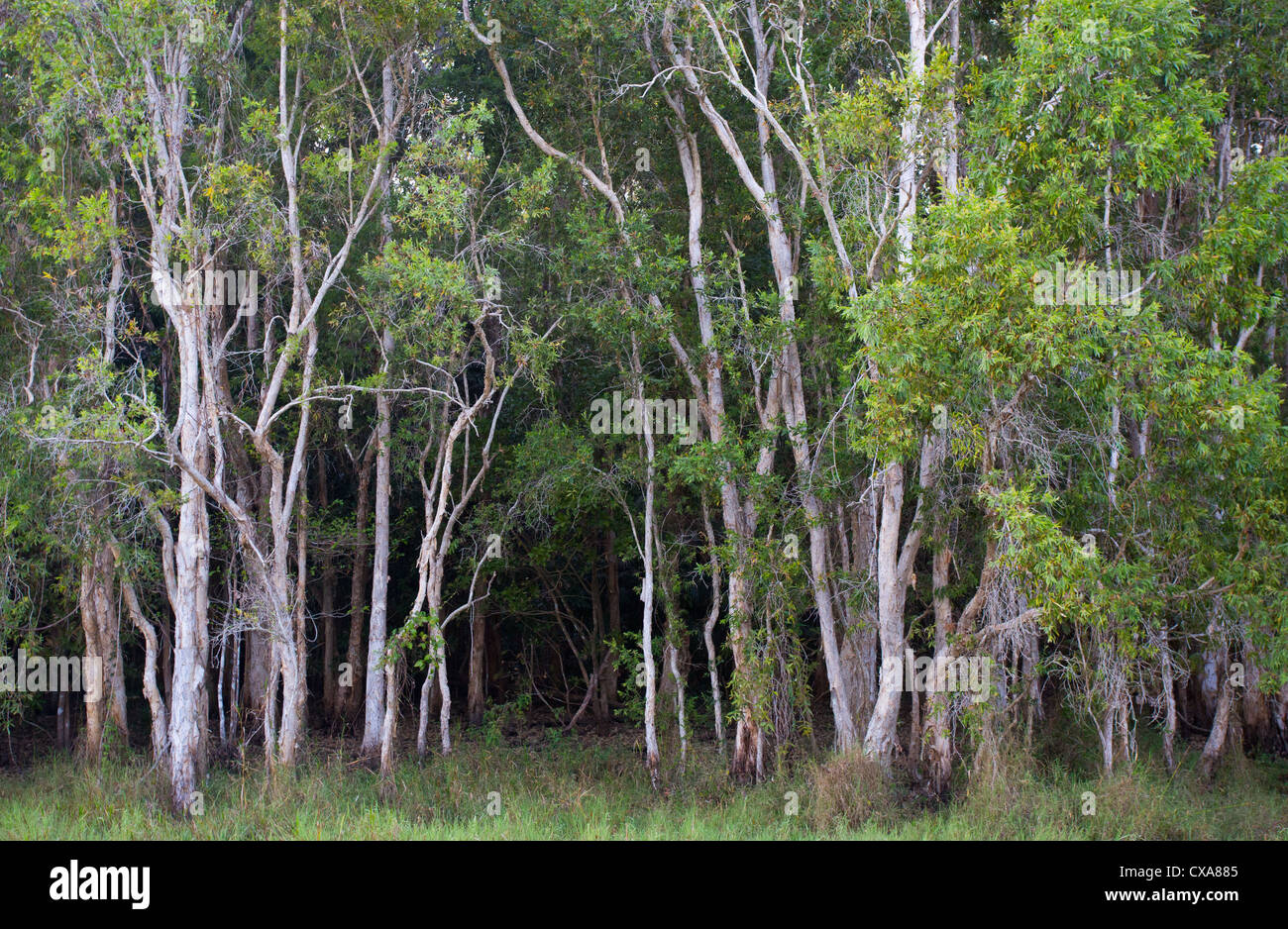 Les zones humides, forêts Paperbark Mamukala, Kakadu National Park, Territoire du Nord, Australie Banque D'Images