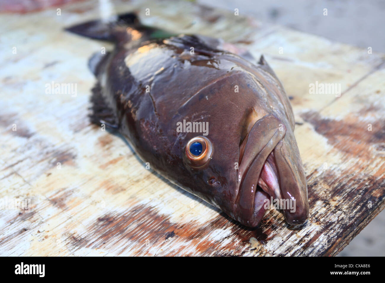Un poisson mort dans la région de Cabo Pulmo,Mexique Banque D'Images