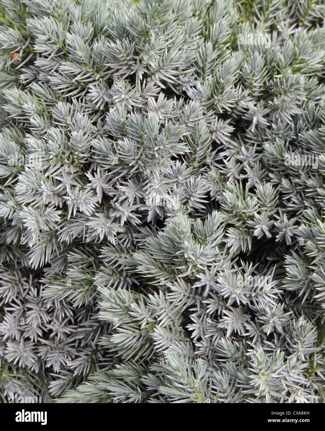 ( Juniper Juniperus squamata ) cultivar 'Blue star' Banque D'Images