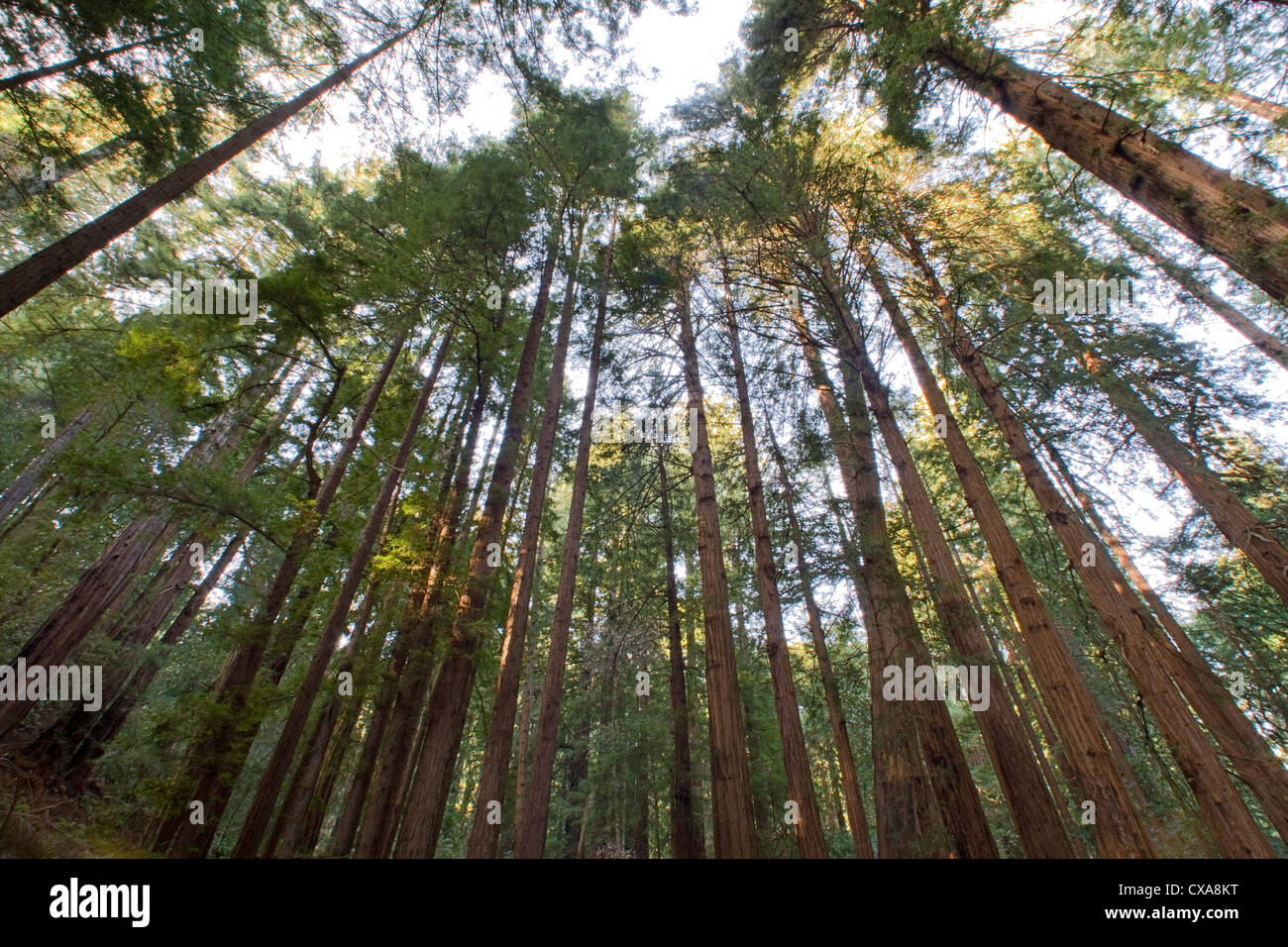 D'imposants arbres Redwood en Californie. Banque D'Images