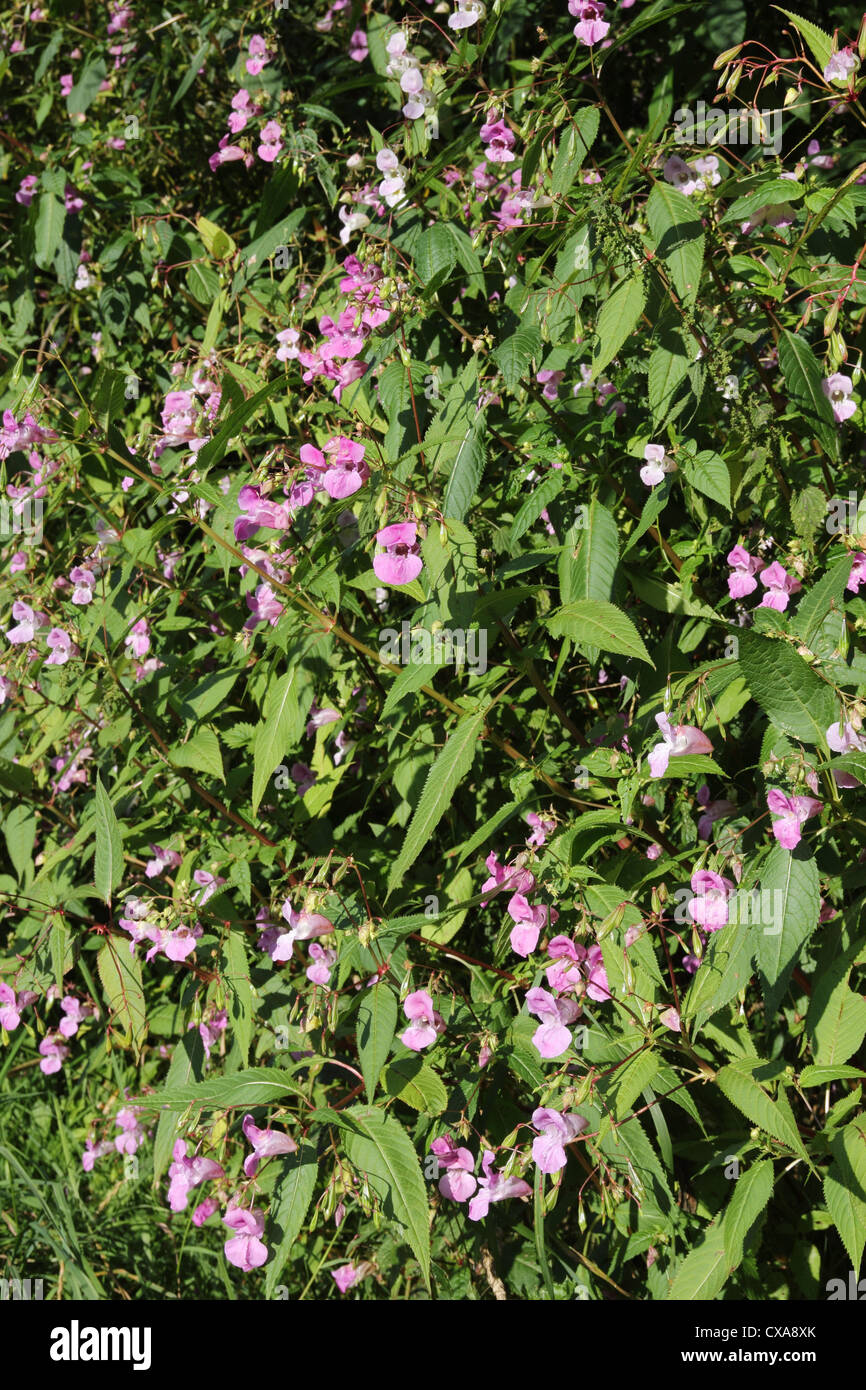 Les Indiens ou de l'Himalaya (Impatiens glandulifera) baumier un non invasive de plus en plus de plantes indigènes au Royaume-Uni Banque D'Images
