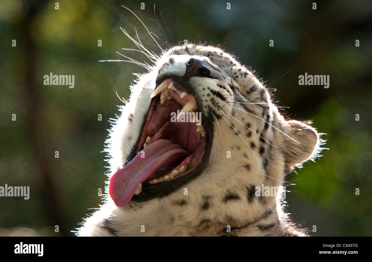 Snow Leopard le bâillement Banque D'Images