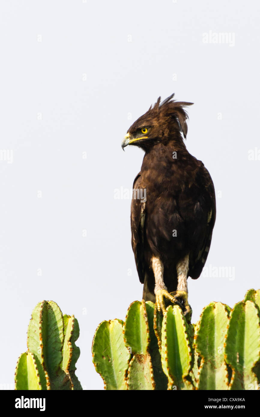 Longtemps harpie huppée perchée sur une euphorbe dans le Parc national Queen Elizabeth, en Ouganda Banque D'Images
