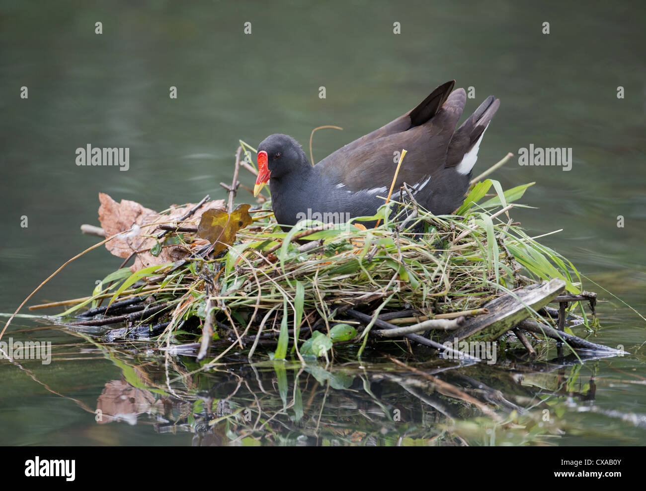 Gallinula chloropus Gallinule poule-d'eau, sur son nid. Banque D'Images