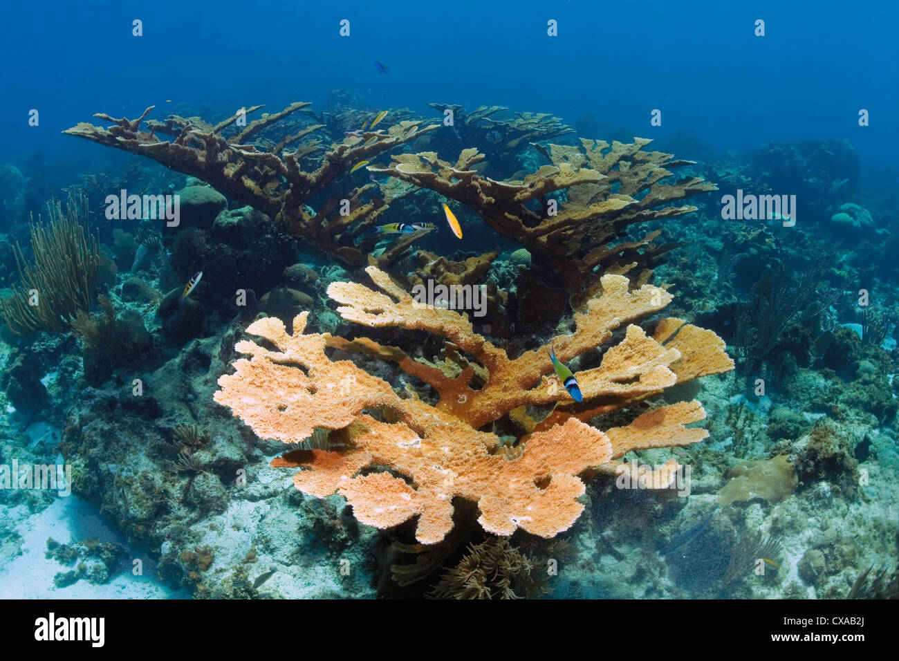 Un stand de disparition à l'Elkhorn Coral Swan îles au large des côtes du Honduras. Banque D'Images