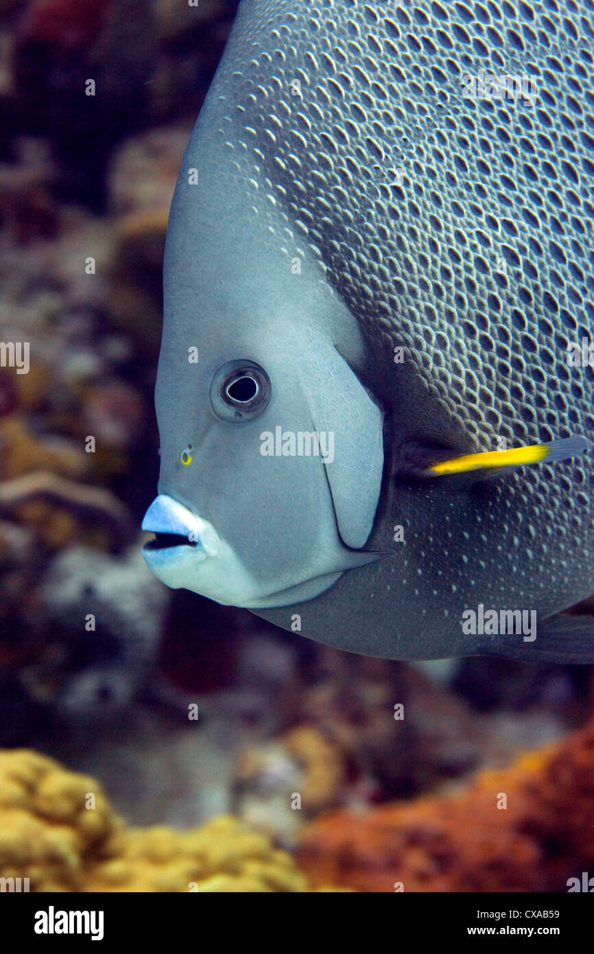 Un gros plan d'un gray angelfish au Bahamas. Banque D'Images