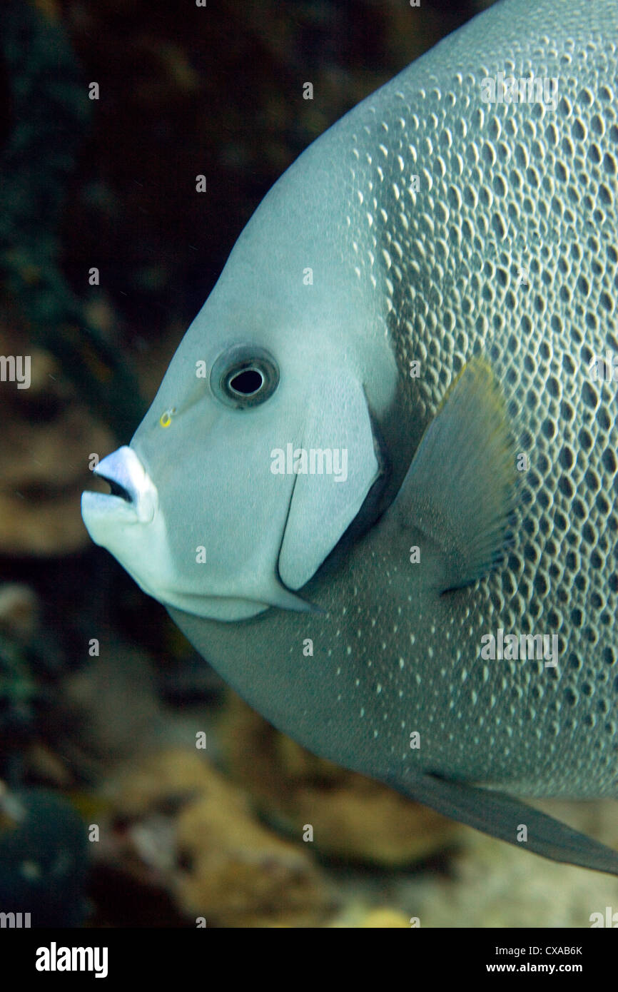 Un gros plan d'un gray angelfish au Bahamas. Banque D'Images