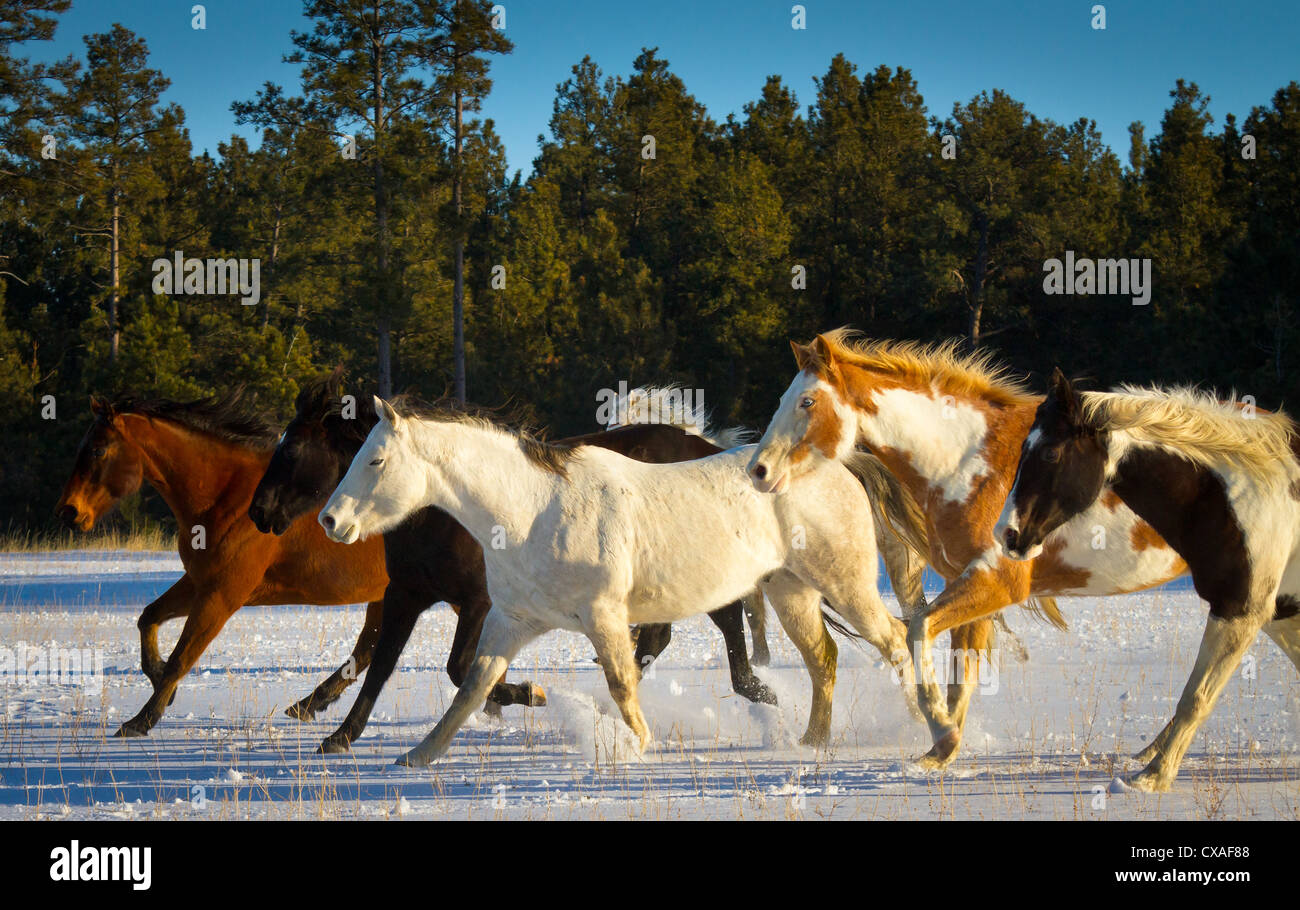 Chevaux Qui Courent Sur Un Terrain Couvert De Neige Dans Un Ranch Dans Le Nord Est Du Wyoming Photo Stock Alamy