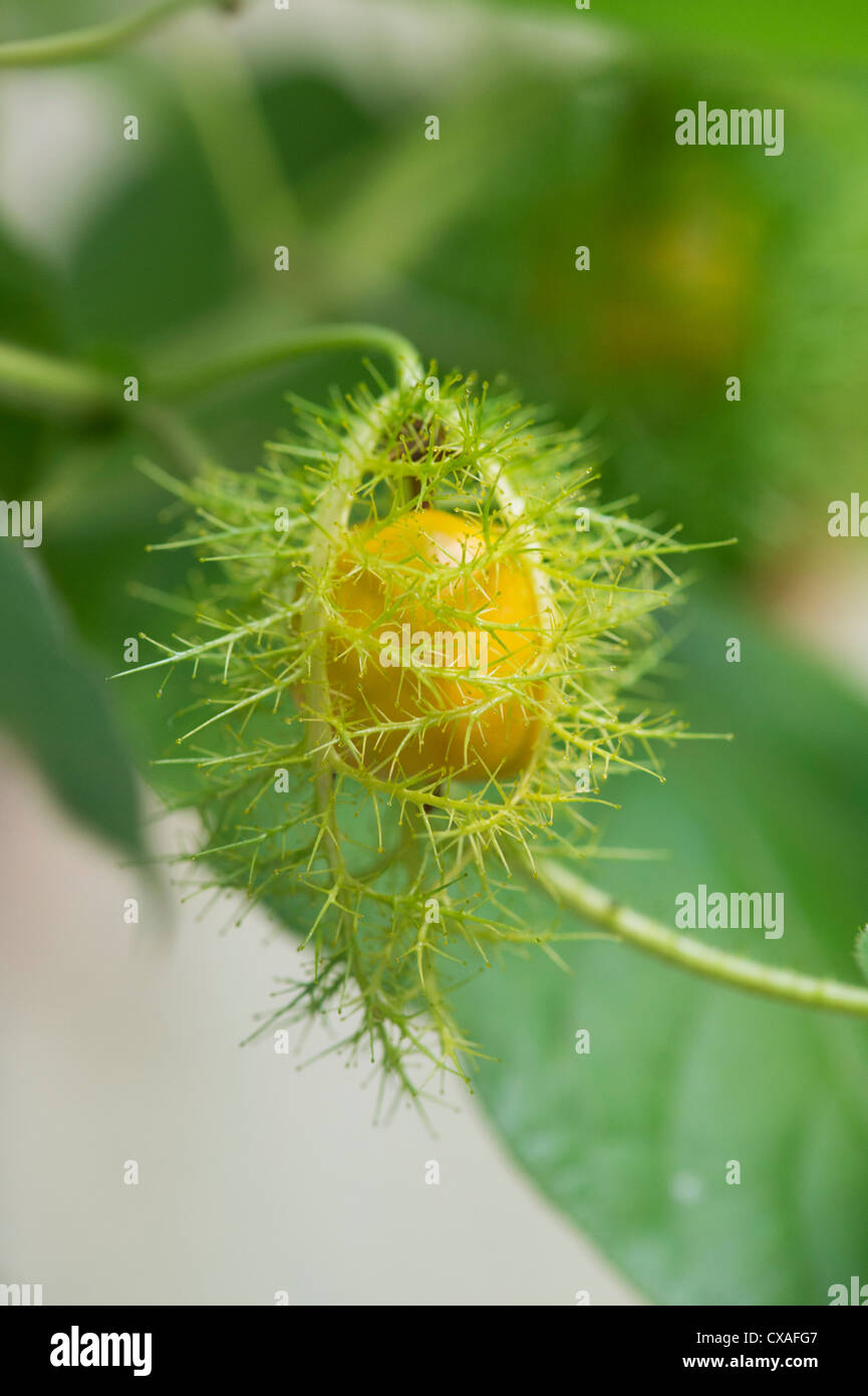 Passiflora Foetida . La passiflore puant fruits / boîtier de semences. L'Inde Banque D'Images