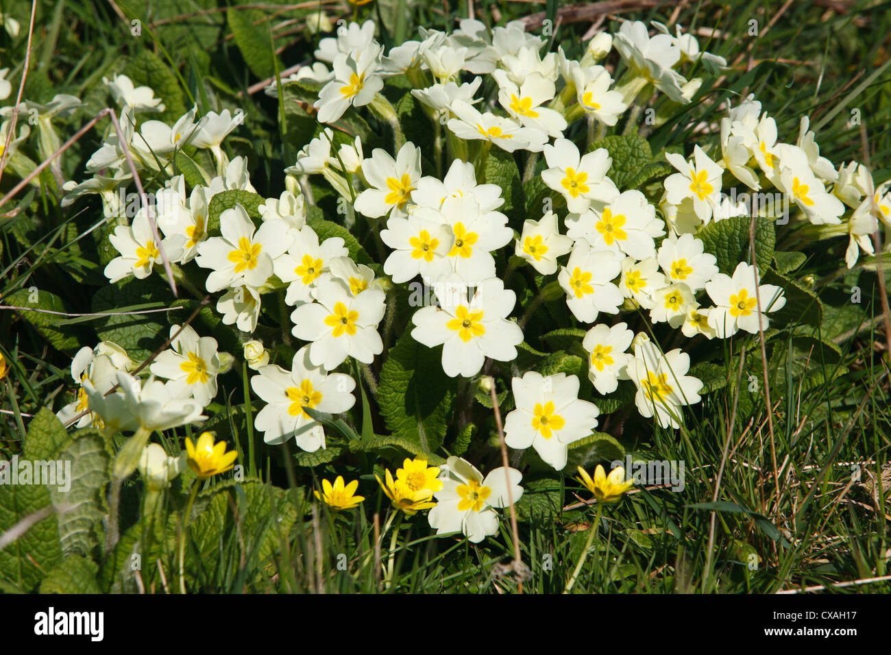 (Primrose Primula vulgaris) la floraison. Powys, Pays de Galles. Mars Banque D'Images
