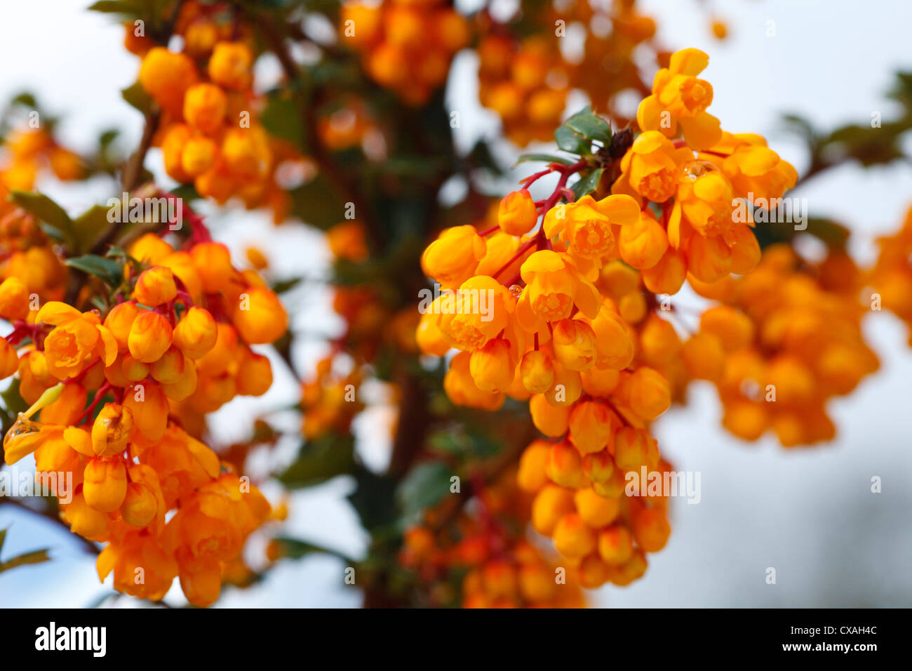 Berberis darwinii floraison dans un jardin. Powys, Pays de Galles. Avril Banque D'Images