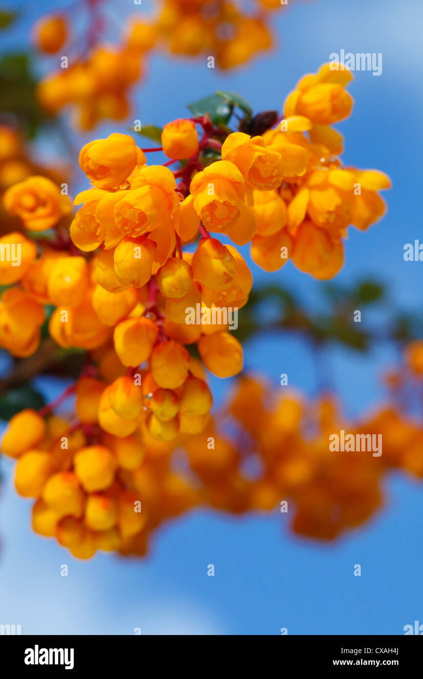 Berberis darwinii floraison dans un jardin. Powys, Pays de Galles. Avril Banque D'Images