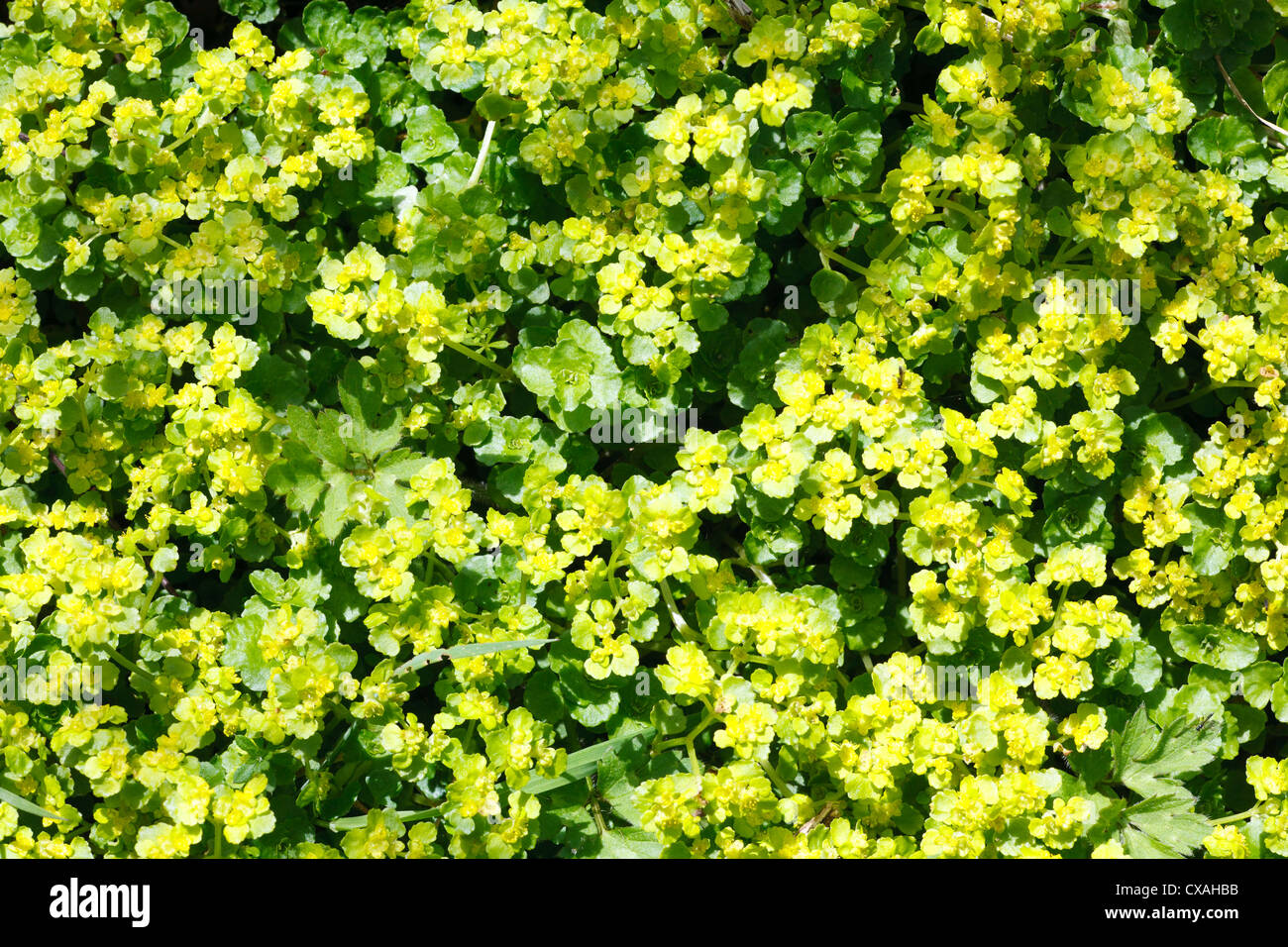 Golden-Saxifrage à feuilles opposées (Chrysosplenium oppositifolium) floraison. Powys, Pays de Galles. Avril Banque D'Images