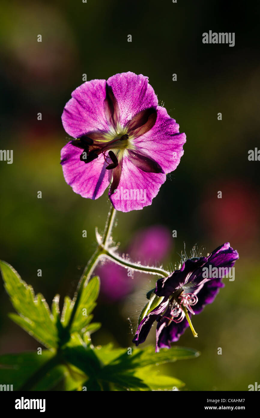 Fleur de géranium sanguin (Geranium phaeum Sombre) dans un jardin. Powys, Pays de Galles. Mai. Banque D'Images