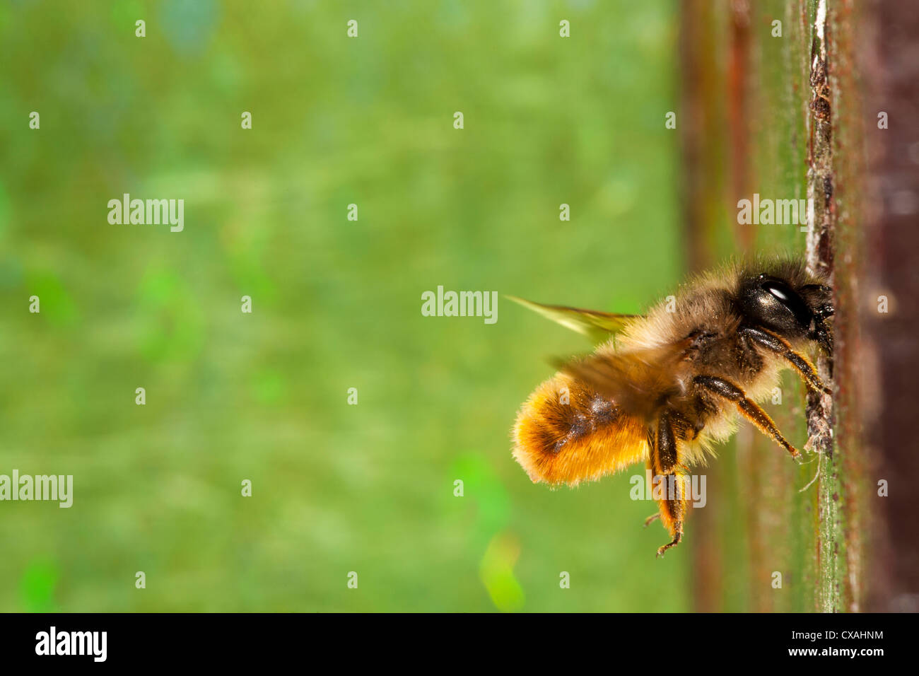 Femelle, Rouge abeille maçonne (Osmia bicornis) entrer dans son nid. Powys, Pays de Galles. Mai. Banque D'Images