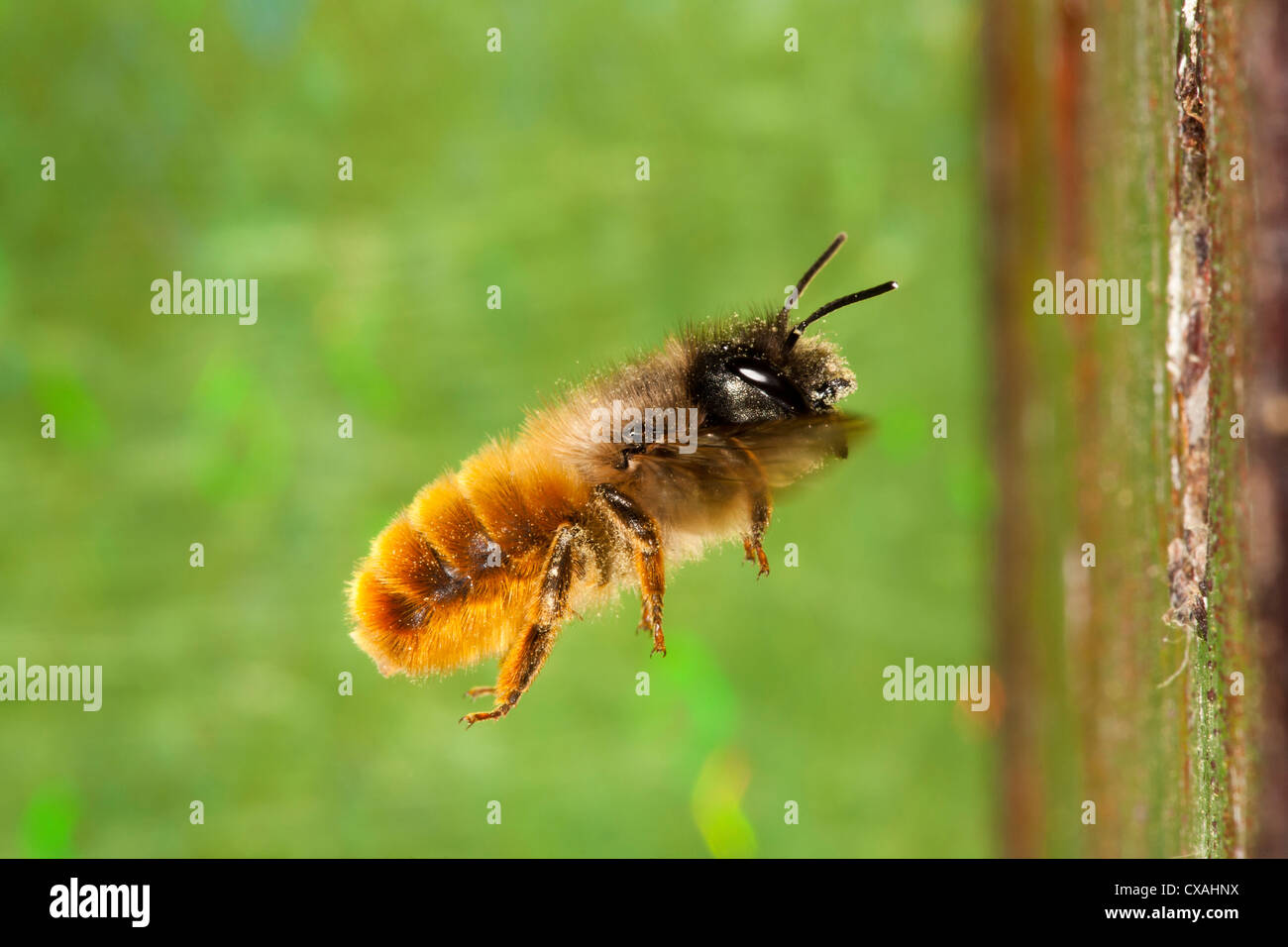 Femelle, Rouge abeille maçonne (Osmia bicornis) volant à son nid. Powys, Pays de Galles. Mai. Banque D'Images