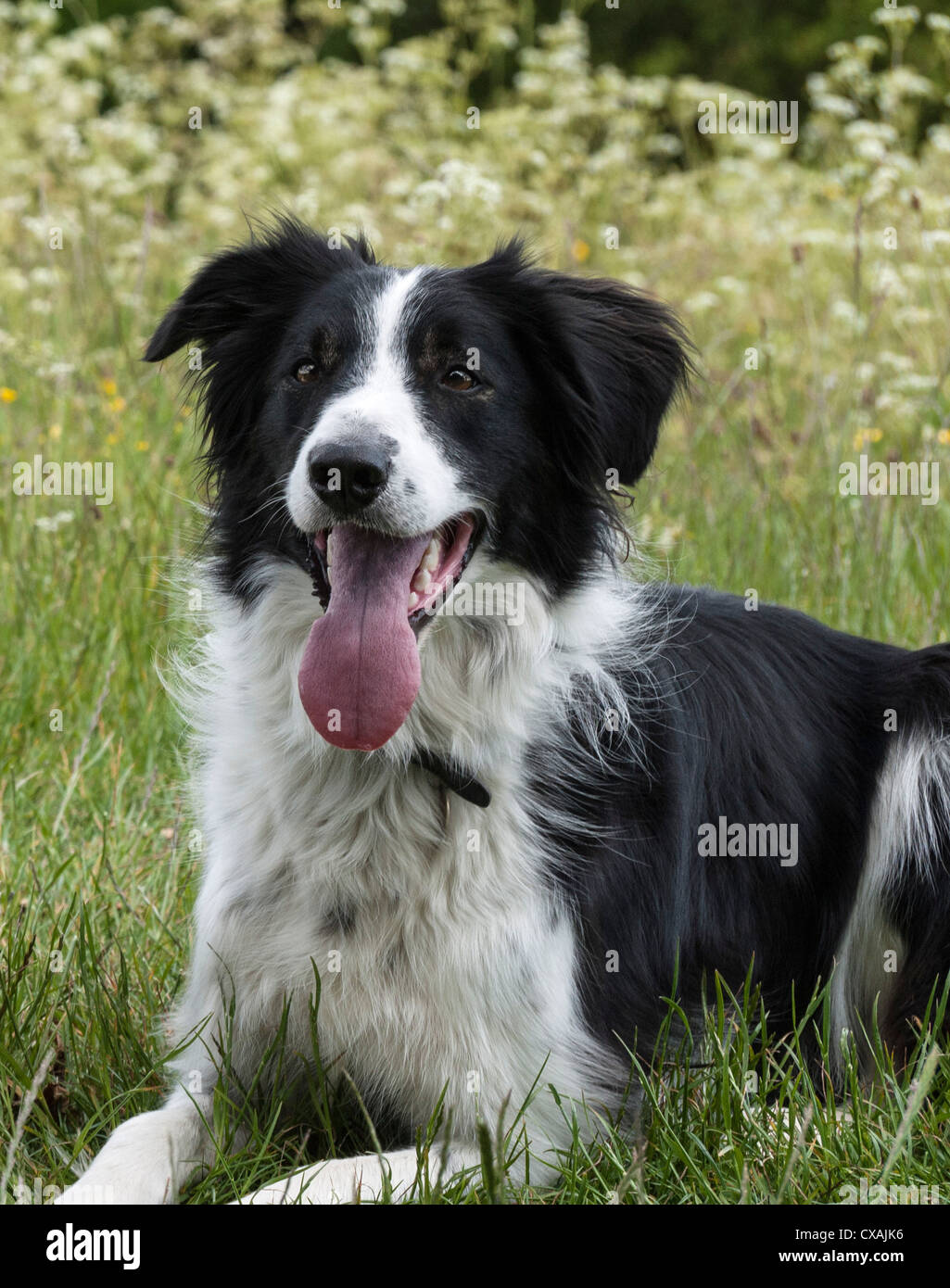 Border Collie, Portrait en plein air, Dorset, England, UK. L'Europe Banque D'Images