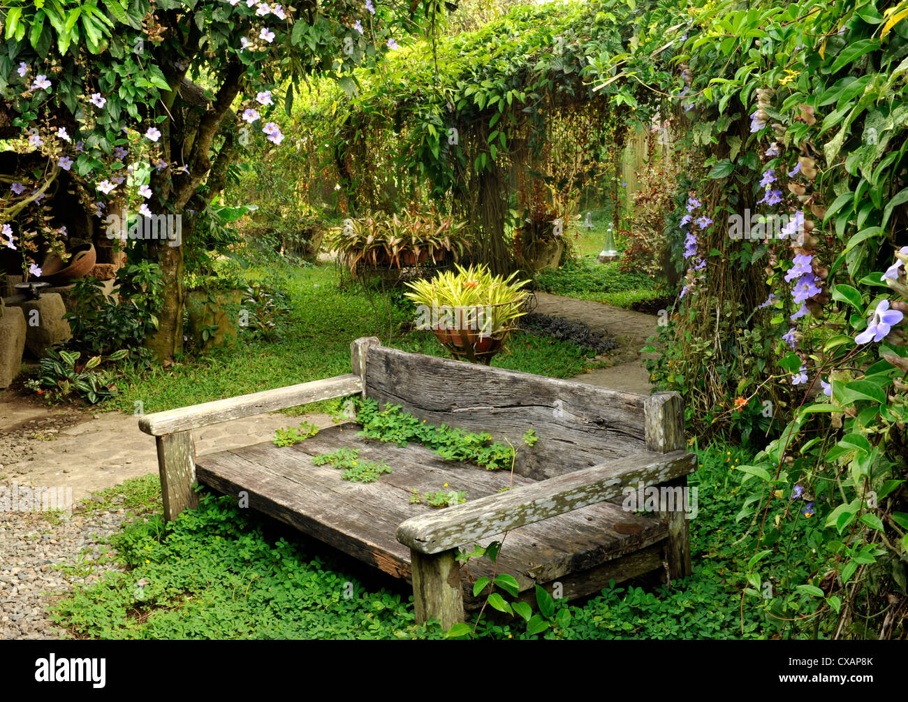La lune jardin dispose d'une série de treillis avec Thunbergias et d'autres vignes, conçu par P. Geertz à Tagaytay, Philippines Banque D'Images